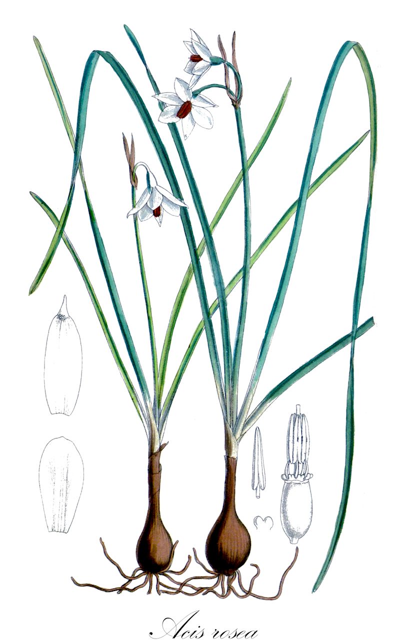 Acis rosea - Amaryllidaceae,Plantae,Pteridobiotina,Angiosperms,Asparagales,Amaryllidaceae,Acis,Acis rosea,Acis rosea, Galanthus autumnalis, Leucojum hiemale, Leucojum roseum, Leucojum trichophyllum var. uniflorum,Rosenrote Knotenblume;Rosa Knotenblume;nivéole rose