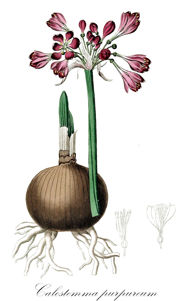 Calostemma purpureum - Amaryllidaceae,Plantae,Pteridobiotina,Angiosperms,Asparagales,Amaryllidaceae,Calostemma,Calostemma purpureum,Calostemma carneum, Calostemma purpureum var. carneum, Pancratium macquaria