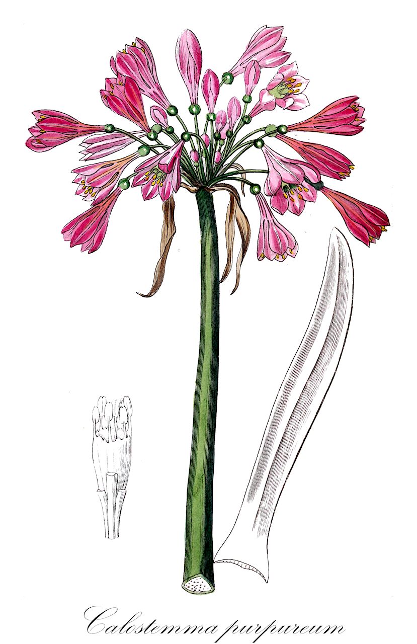 Calostemma purpureum - Amaryllidaceae,Plantae,Pteridobiotina,Angiosperms,Asparagales,Amaryllidaceae,Calostemma,Calostemma purpureum,Calostemma carneum, Calostemma purpureum var. carneum, Pancratium macquaria