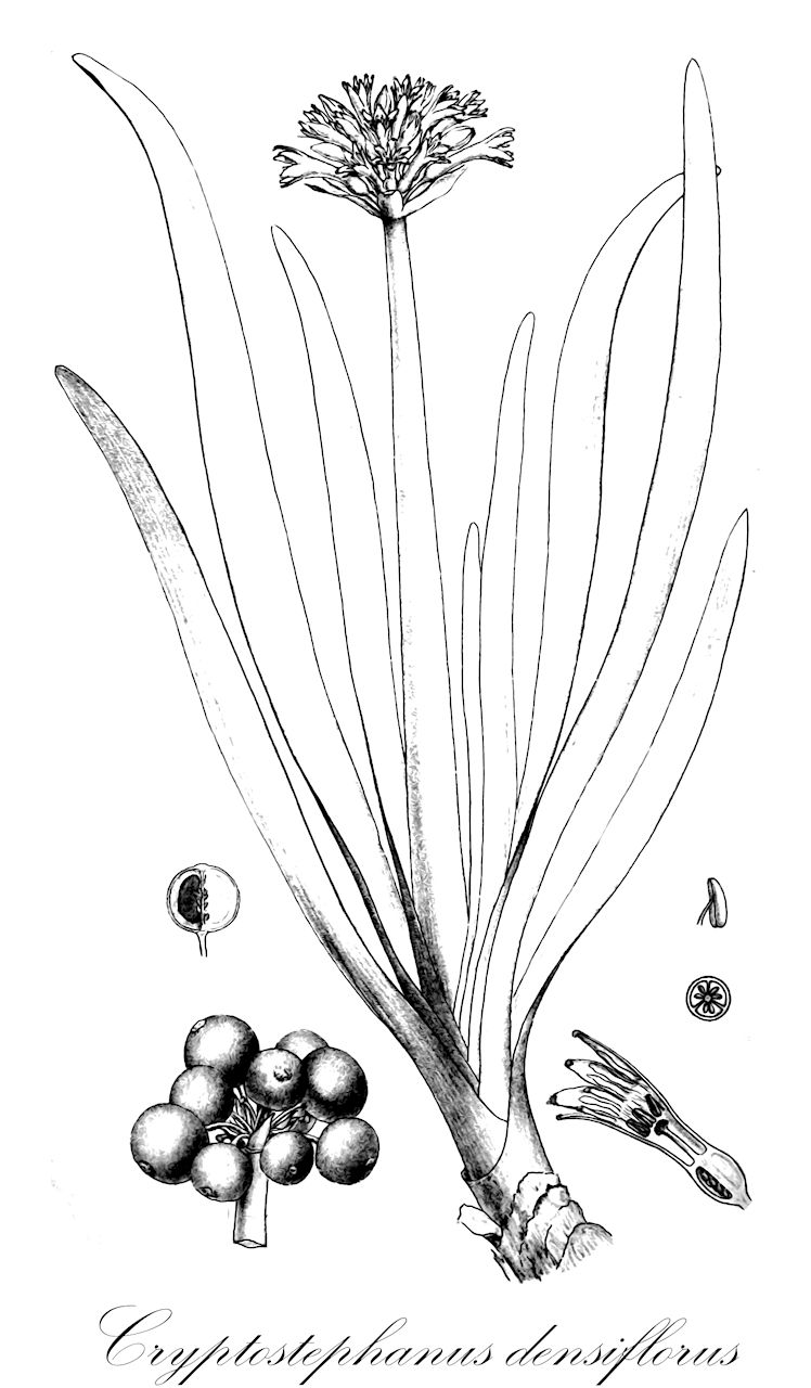 Cryptostephanus densiflorus - Amaryllidaceae,Plantae,Pteridobiotina,Angiosperms,Asparagales,Amaryllidaceae,Cryptostephanus,Cryptostephanus densiflorus