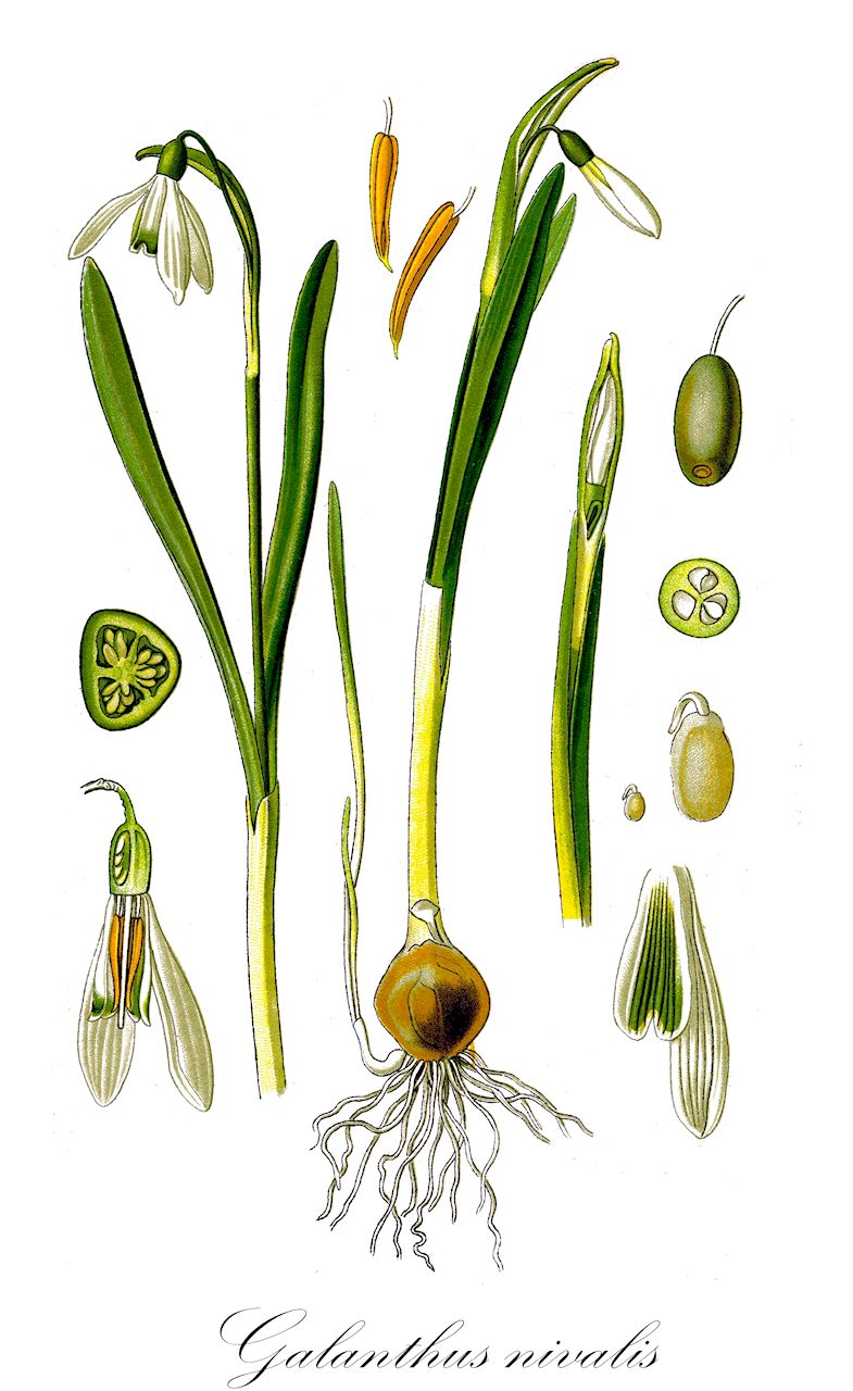 Galanthus nivalis - Amaryllidaceae,Plantae,Pteridobiotina,Angiosperms,Asparagales,Amaryllidaceae,Galanthus,Galanthus nivalis,Chianthemum nivale, Galanthus alexandri, Galanthus imperati, Galanthus melvillei, Galanthus montanus, Galanthus nivalis f. pictus, Galanthus nivalis f. platypetalus, Galanthus nivalis f. pleniflorus, Galanthus nivalis subsp. imperati, Galanthus nivalis var. atkinsii, Galanthus nivalis var. carpaticus, Galanthus nivalis var. hololeuca, Galanthus nivalis var. majus, Galanthus nivalis var. minus, Galanthus nivalis var. scharlockii, Galanthus nivalis var. spitzneri, Galanthus scharlockii, Galanthus umbricus,Gewöhnliches Schneeglöckchen;Schneeglöckchen;Kleines Schneeglöckchen;Echtes Schneeglöckchen;snowdrop;common snowdrop;snow flower;Perce-neige;perce-neige commun;goutte de lait;clochette d'hiver;galant d'hiver;galanthe des neiges;galanthine;campanilla de invierno comun;campanilla de invierno común;campanilla blanca de invierno;campanilla de invierno;campanilla de las nieves;perforanieves;Bucaneve;bucaneve comune;foraneve comune;gewoon sneeuwklokje;подснежник белоснежный;boçëbora;lulebora;aiguamoix;allassa;allassa blanca;fadrins;flor blanca d'hivern;flor de neu;herba del cap blanc;llàgrimas de Sant Josep;lliri de neu;viola blanca;viola d'hivern;visibaba;vanlig snödroppe;snödroppe;vintergæk;śnieżyczka przebiśnieg;matsuyukisô;sunôdoroppu;スノードロップ;マツユキソウ;navadni mali zvonček;hóvirág;sněženka podsněžník;ghiocel comun;sněženka jarná pravá;sněženka podsněžník;підсніжник звичайний;снежно кокиче;snøklokke