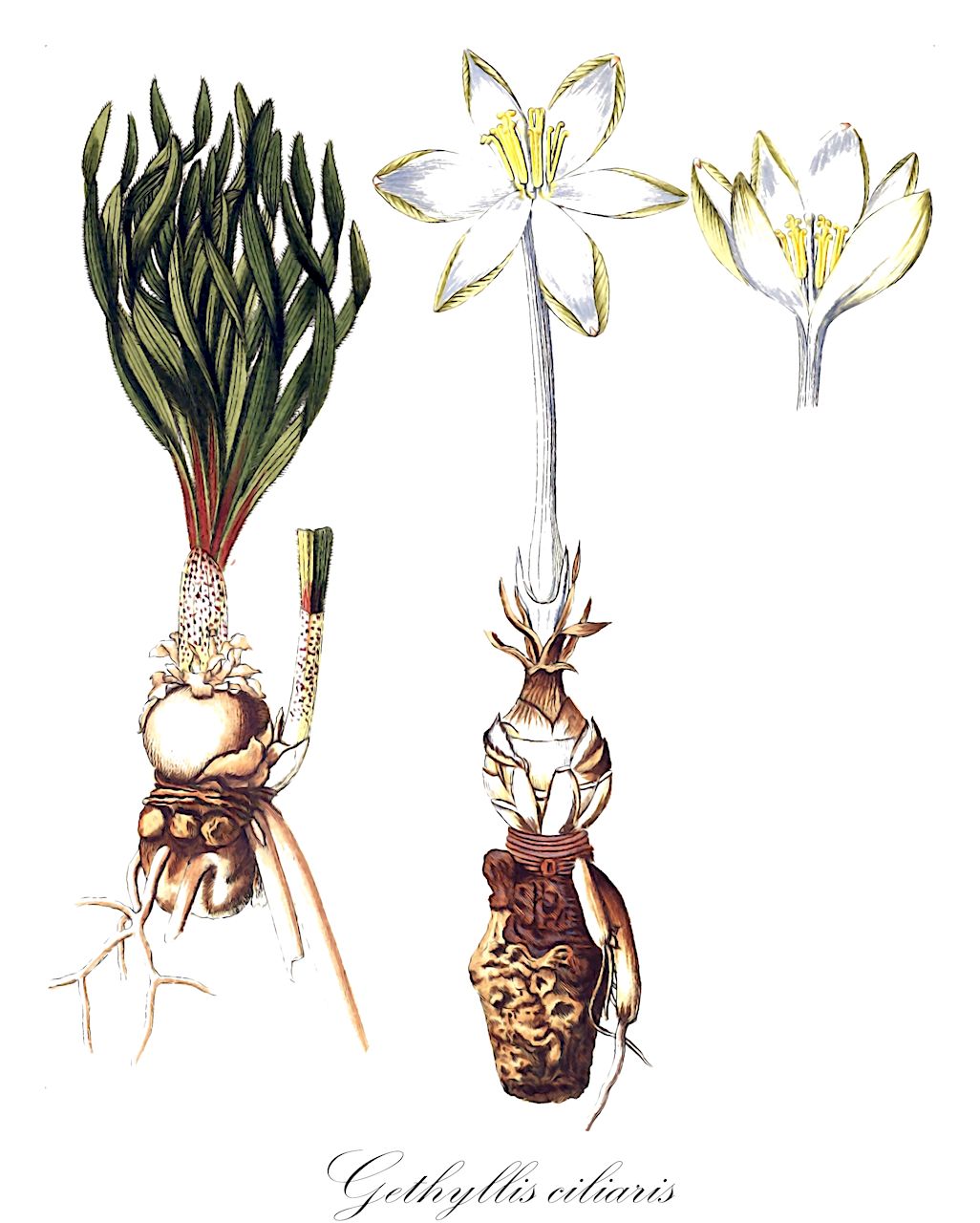 Gethyllis ciliaris - Amaryllidaceae,Plantae,Pteridobiotina,Angiosperms,Asparagales,Amaryllidaceae,Gethyllis,Gethyllis ciliaris,Gethyllis polyanthera, Papiria ciliaris