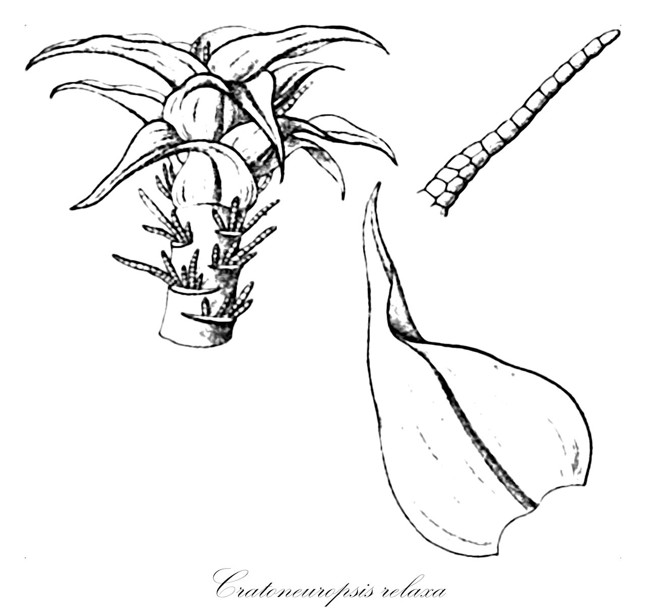 Cratoneuropsis relaxa - Amblystegiaceae,Plantae,Bryobiotina,Bryophyta,Bryopsida,Bryidae,Hypnanae,Hypnales,Amblystegiaceae,Cratoneuropsis,Cratoneuropsis relaxa,Amblystegium decussatum, Amblystegium novae-valesiae, Amblystegium subrelaxum, Campylium decussatum, Campylium molle, Campylium relaxum, Campylium subrelaxum, Cratoneuropsis decussata, Cratoneuropsis subrelaxa, Hypnobartlettia fontana, Hypnum decussatum, Hypnum relaxum, Hypnum subrelaxum, Sciaromium bellii, Sciaromium elimbatum, Sciaromium forsythii