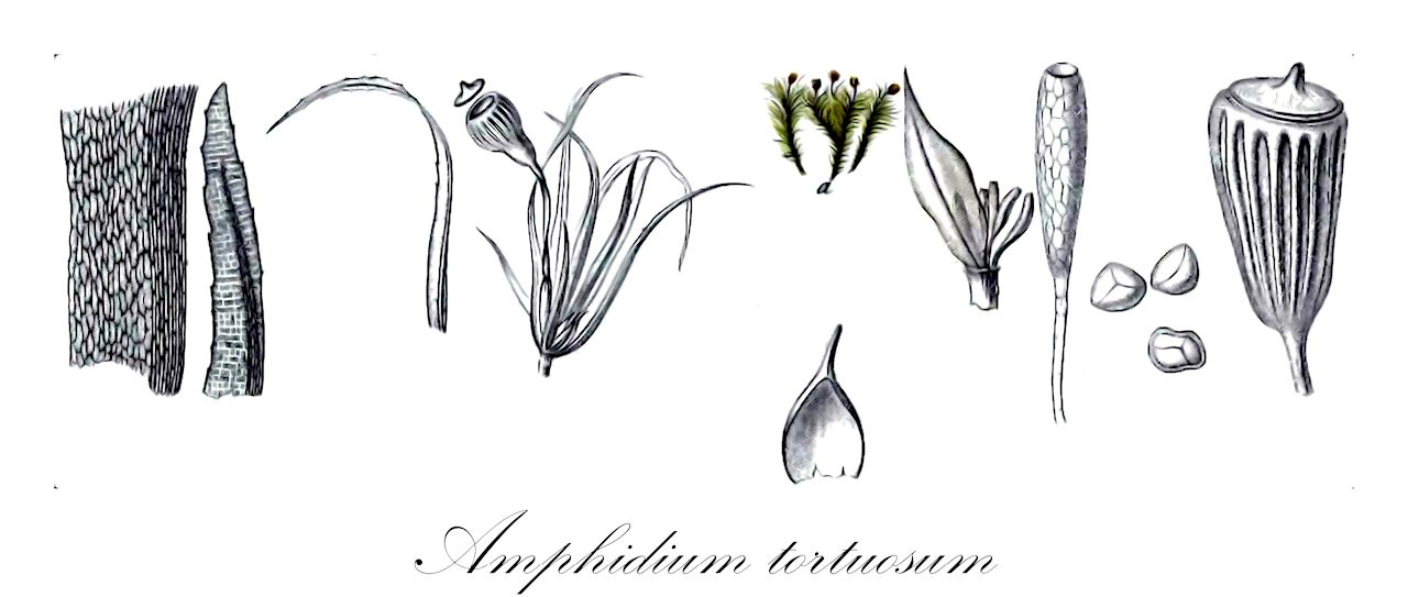 Amphidium tortuosum - Amphidiaceae,Plantae,Bryobiotina,Bryophyta,Bryopsida,Dicranidae,Amphidiales,Amphidiaceae,Amphidium,Amphidium tortuosum,Amphidium aloysii-sabaudiae, Amphidium anoectangioides, Amphidium compactum, Amphidium cyathicarpum, Amphidium cyathicarpum var. fragilifolium, Amphidium integrifolium, Amphoridium anoectangioides, Amphoridium compactum, Amphoridium cyathicarpum, Amphoridium integrifolium, Amphoridium kilimandjaricum, Amphoridium kilimandscharicum, Didymodon cyathicarpus, Grimmia haleakalae, Gymnostomum linearifolium, Oncophorus cyathicarpus, Rhabdoweisia cyathicarpa, Rhabdoweisia sphaerothecia, Rhabdoweisia vulcanica, Syrrhopodon tortuosus, Weissia sphaerothecia, Zygodon anoectangioides, Zygodon compactus, Zygodon cyathicarpus, Zygodon integrifolius, Zygodon kilimandscharicus