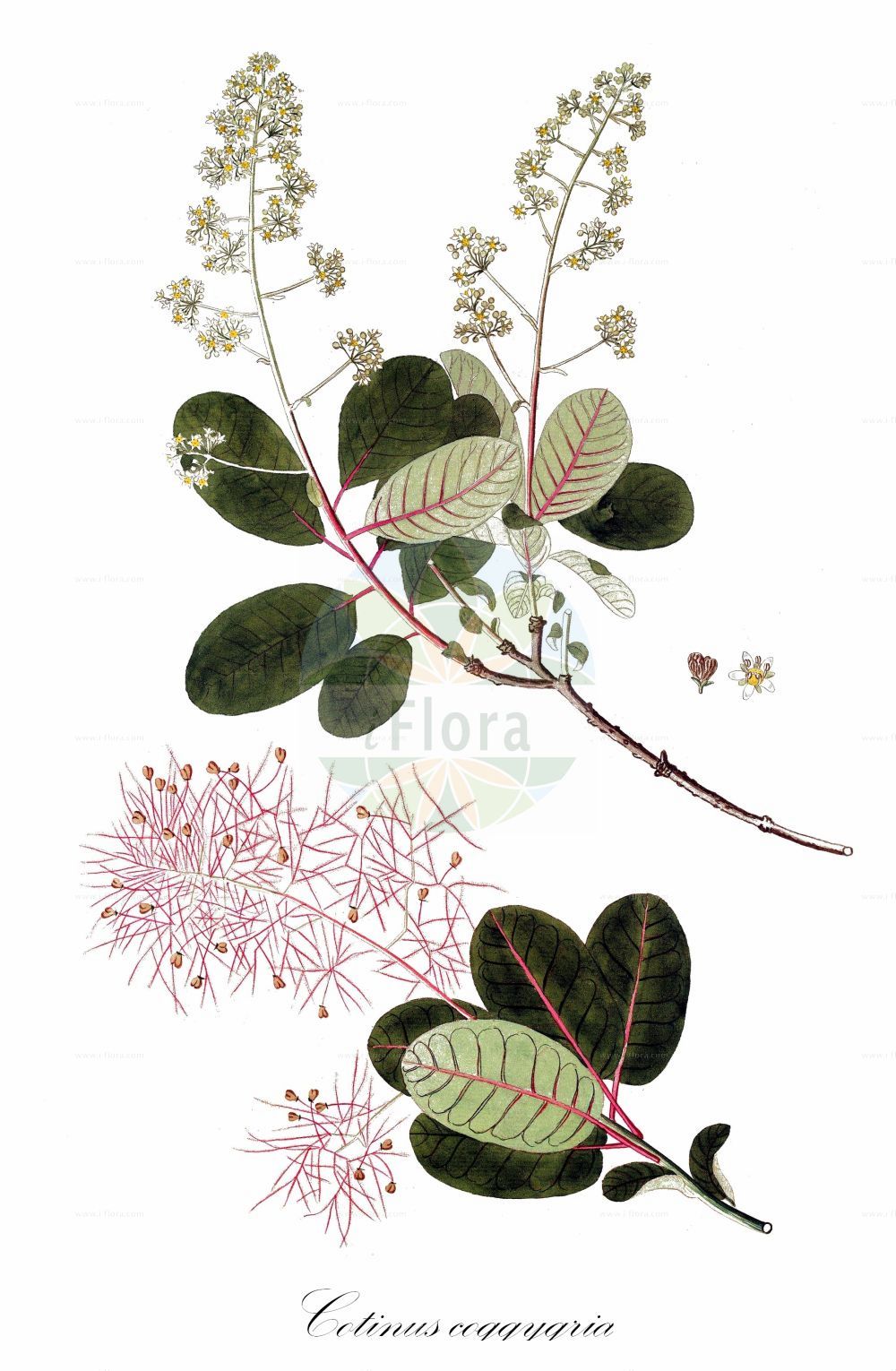 Historische Abbildung von Cotinus coggygria (Gewöhnlicher Perückenstrauch - Smoke-tree). Das Bild zeigt Blatt, Bluete, Frucht und Same. ---- Historical Drawing of Cotinus coggygria (Gewöhnlicher Perückenstrauch - Smoke-tree). The image is showing leaf, flower, fruit and seed.(Cotinus coggygria,Gewöhnlicher Perückenstrauch,Smoke-tree,Cotinus coggygria,Rhus cotinus,Gewoehnlicher Perueckenstrauch,Europaeischer Perueckenstrauch,Smoke-tree,Fustet,European Smoketree,Purple Smoke Tree,Eurasian Smoketree,Smoke Bush,Smoke Wood,Venetian Sumac,Venetian Sumach,Wig Tree,Cotinus,Perückenstrauch,Smoketree,Anacardiaceae,Kaschugewächse,Cashew family,Blatt,Bluete,Frucht,Same,leaf,flower,fruit,seed)