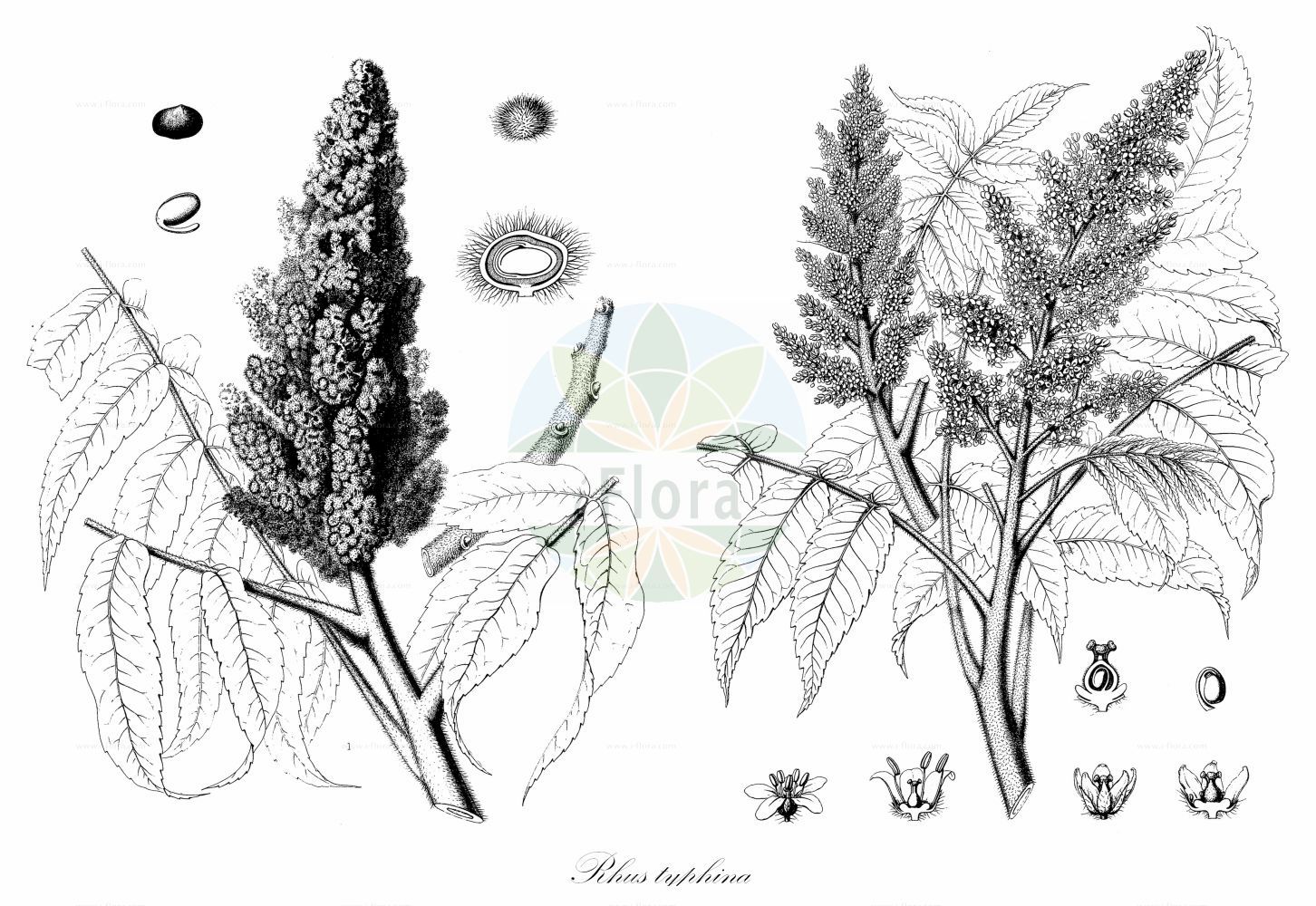 Historische Abbildung von Rhus typhina (Essigbaum - Stag's-horn Sumach). Das Bild zeigt Blatt, Bluete, Frucht und Same. ---- Historical Drawing of Rhus typhina (Essigbaum - Stag's-horn Sumach). The image is showing leaf, flower, fruit and seed.(Rhus typhina,Essigbaum,Stag's-horn Sumach,Rhus hirta,Rhus typhina,Essigbaum,Hirschkolben-Sumach,Stag's-horn Sumach,Hairy Sumac,Hairy Sumach,Staghorn Sumac,Staghorn Sumach,Vinegar Plant,Vinegar Tree,Virginia Sumac,Virginia Sumach,Rhus,Sumach,Sumac,Anacardiaceae,Kaschugewächse,Cashew family,Blatt,Bluete,Frucht,Same,leaf,flower,fruit,seed,Sargent (1891-1902))