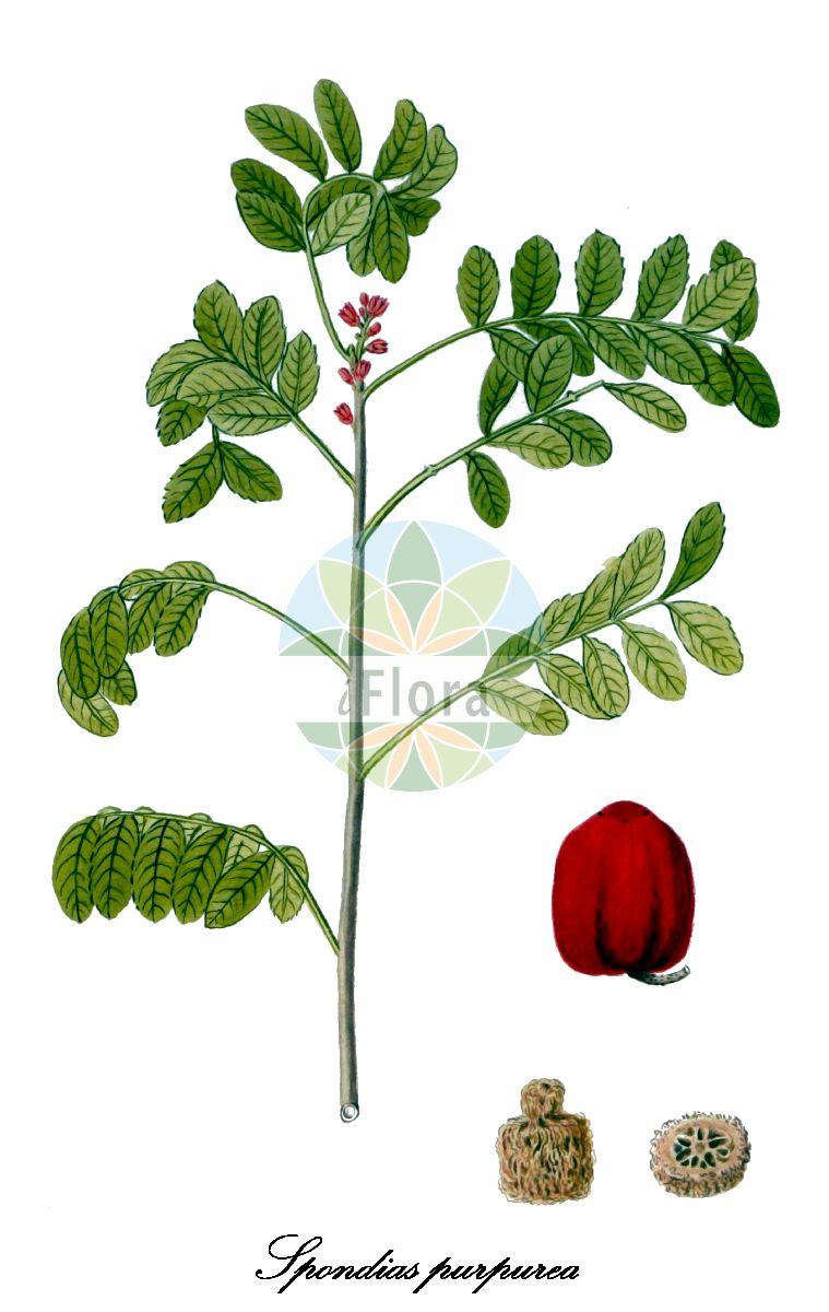 Historische Abbildung von Spondias purpurea (Rote Mombinpflaume). Das Bild zeigt Blatt, Bluete, Frucht und Same. ---- Historical Drawing of Spondias purpurea (Rote Mombinpflaume). The image is showing leaf, flower, fruit and seed.(Spondias purpurea,Rote Mombinpflaume,Spondias,Anacardiaceae,Sumachgewächse,Cashew family,Blatt,Bluete,Frucht,Same,leaf,flower,fruit,seed,von Jacquin (1839))