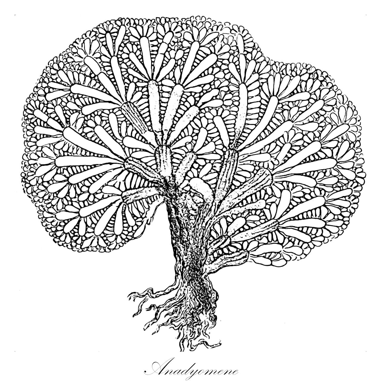 Anadyomene - Anadyomenaceae,Biota,Plantae,Chlorophyta,Chlorophytina,Ulvophyceae,Cladophorales,Anadyomenaceae,Anadyomene