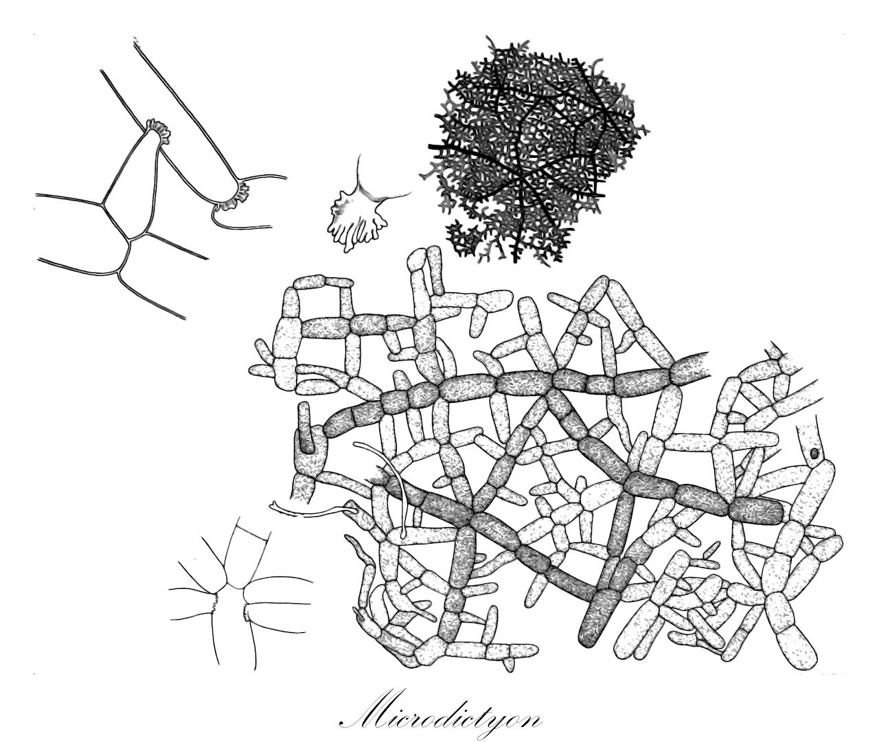 Microdictyon - Chlorophyta,Biota,Plantae,Chlorophyta,Chlorophytina,Ulvophyceae,Cladophorales,Anadyomenaceae,Microdictyon