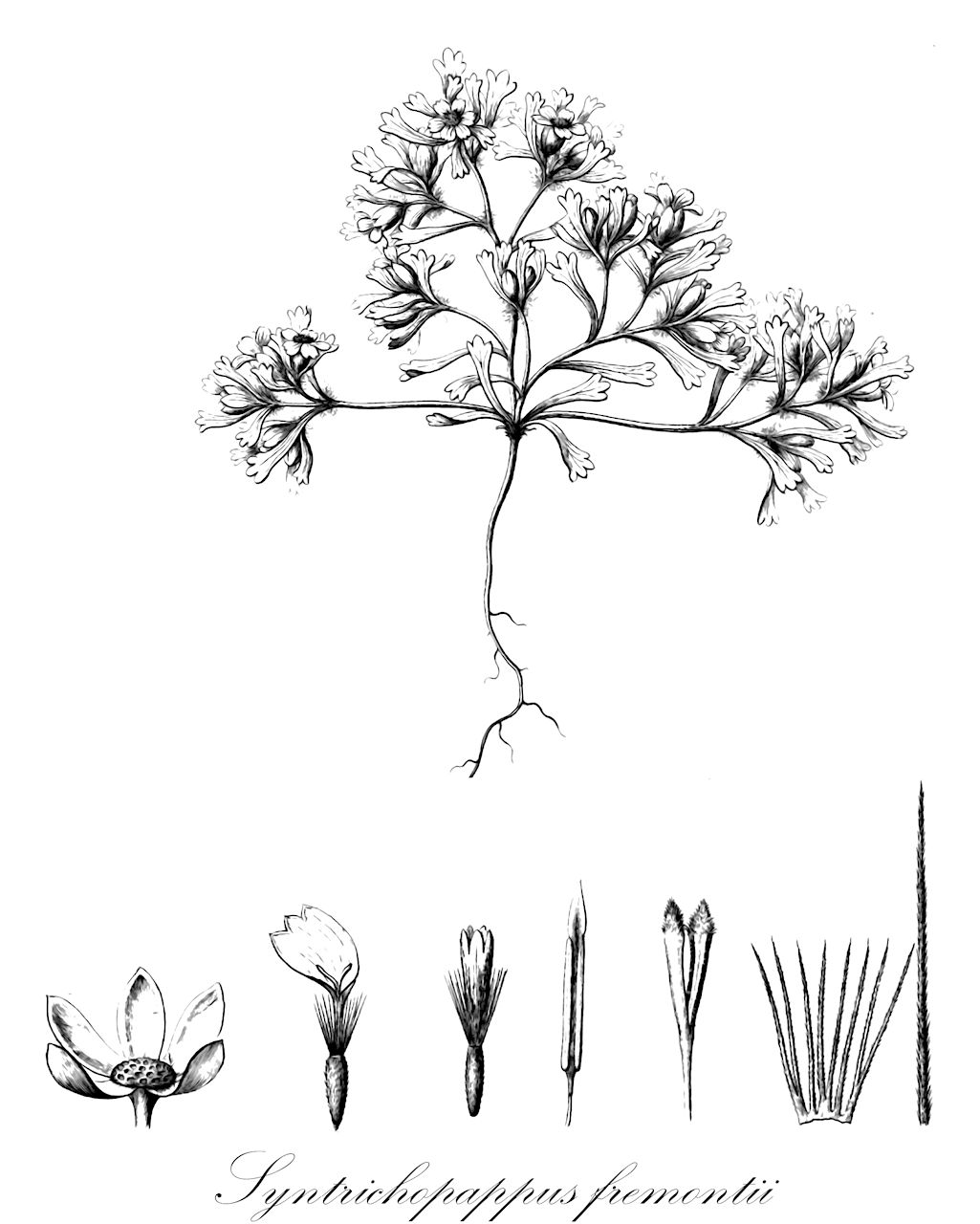 Syntrichopappus fremontii - Pottiaceae