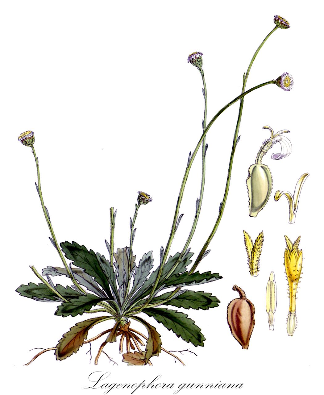 Lagenophora gunniana - Cyperaceae