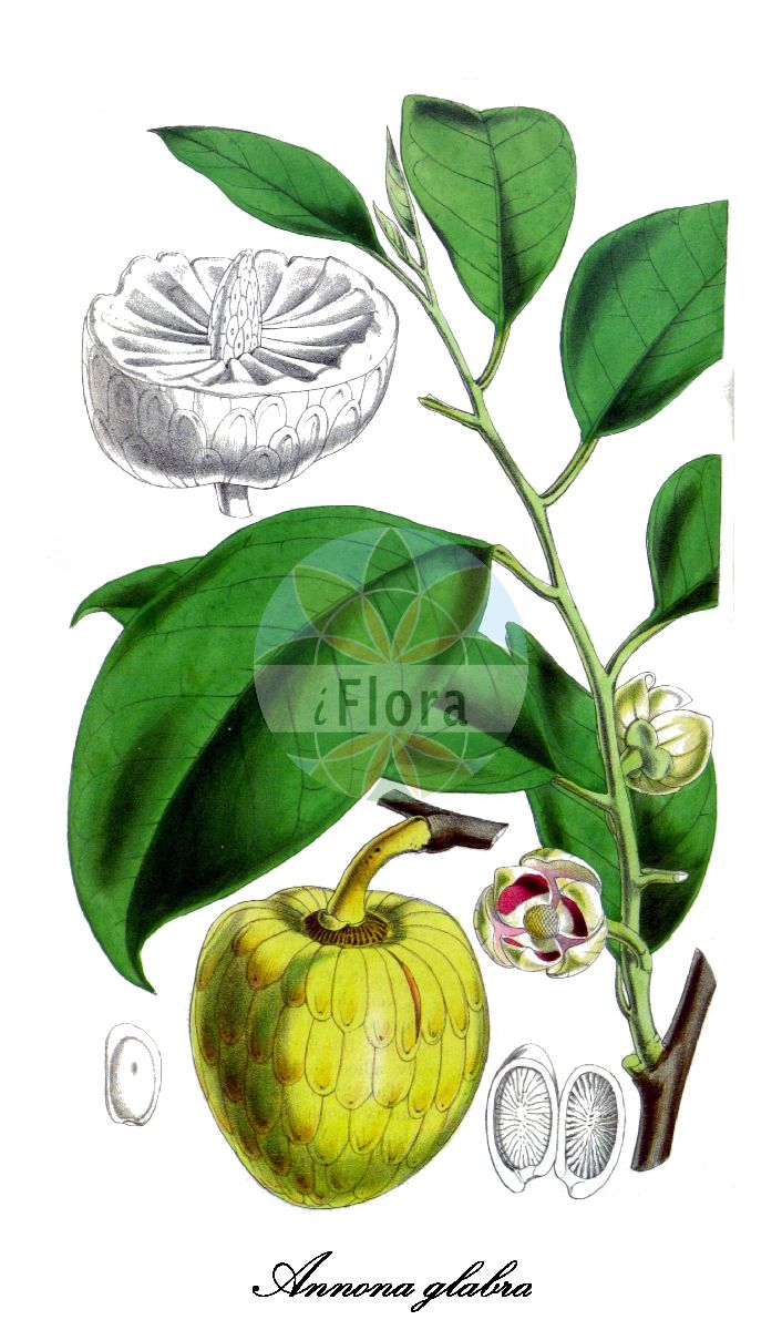 Historische Abbildung von Annona glabra (Pond-apple). Das Bild zeigt Blatt, Bluete, Frucht und Same. ---- Historical Drawing of Annona glabra (Pond-apple). The image is showing leaf, flower, fruit and seed.(Annona glabra,Pond-apple,Annona,Custard-apple,Annonaceae,Custard-apple family,Blatt,Bluete,Frucht,Same,leaf,flower,fruit,seed,Curtis Botanical Magazine (1846))
