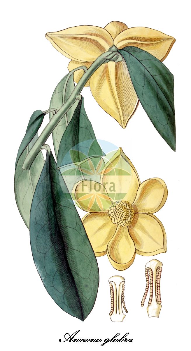 Historische Abbildung von Annona glabra (Pond-apple). Das Bild zeigt Blatt, Bluete, Frucht und Same. ---- Historical Drawing of Annona glabra (Pond-apple). The image is showing leaf, flower, fruit and seed.(Annona glabra,Pond-apple,Annona,Custard-apple,Annonaceae,Custard-apple family,Blatt,Bluete,Frucht,Same,leaf,flower,fruit,seed,Edwards Botanical Register (1830))