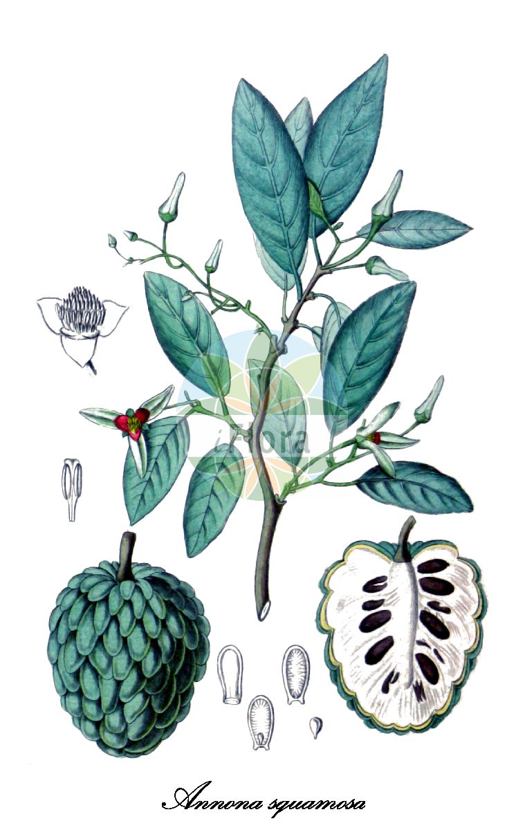 Historische Abbildung von Annona squamosa (Sweetsop). Das Bild zeigt Blatt, Bluete, Frucht und Same. ---- Historical Drawing of Annona squamosa (Sweetsop). The image is showing leaf, flower, fruit and seed.(Annona squamosa,Sweetsop,Annona,Custard-apple,Annonaceae,Custard-apple family,Blatt,Bluete,Frucht,Same,leaf,flower,fruit,seed,Spach (1834-1847))