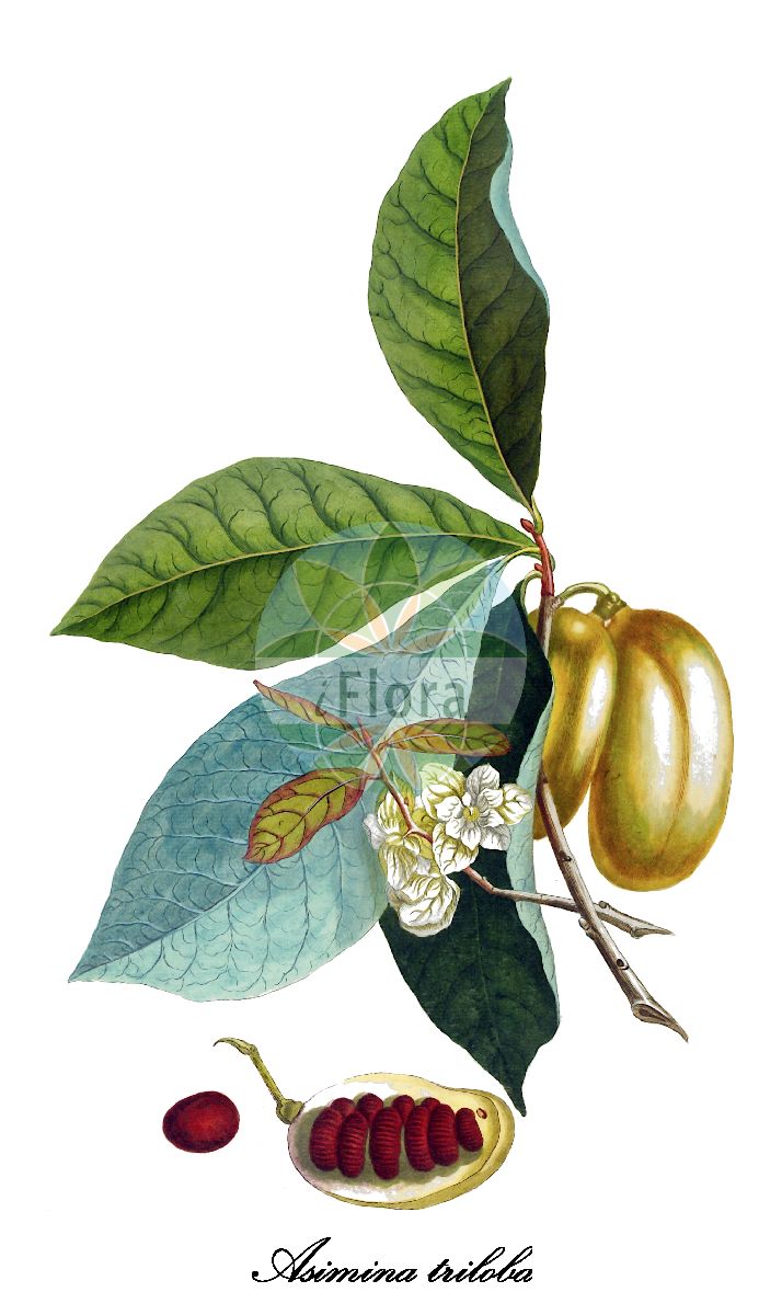 Historische Abbildung von Asimina triloba (Papau - Pawpaw). Das Bild zeigt Blatt, Bluete, Frucht und Same. ---- Historical Drawing of Asimina triloba (Papau - Pawpaw). The image is showing leaf, flower, fruit and seed.(Asimina triloba,Papau,Pawpaw,Asimina,Papau,Pawpaw,Annonaceae,Custard-apple family,Blatt,Bluete,Frucht,Same,leaf,flower,fruit,seed,Trew et al. (1750-1773))
