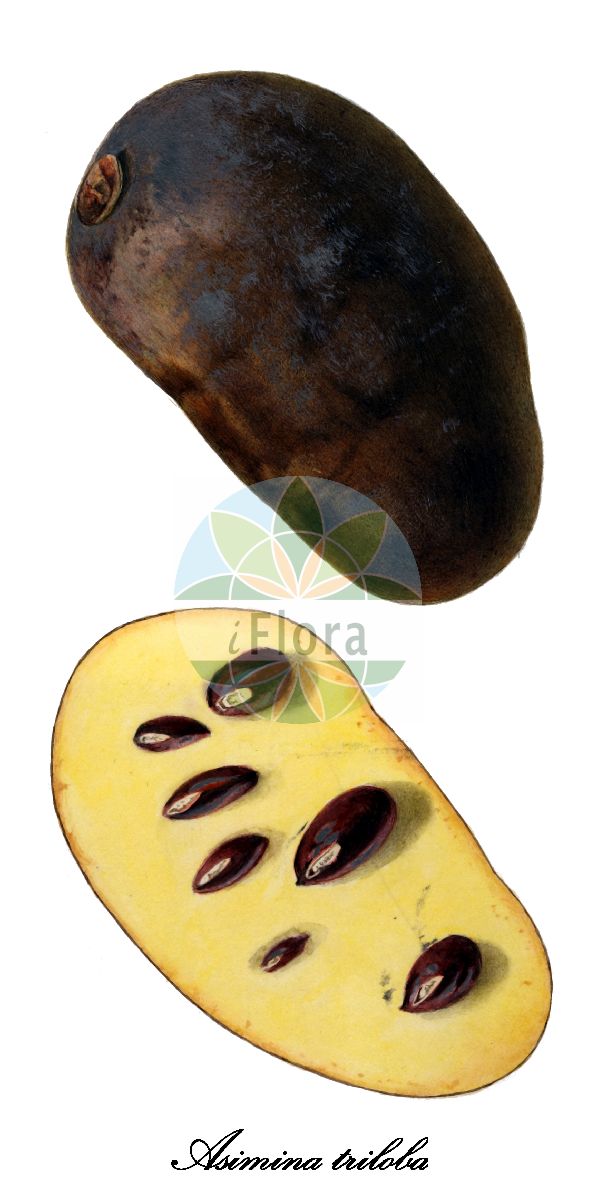 Historische Abbildung von Asimina triloba (Papau - Pawpaw). Das Bild zeigt Blatt, Bluete, Frucht und Same. ---- Historical Drawing of Asimina triloba (Papau - Pawpaw). The image is showing leaf, flower, fruit and seed.(Asimina triloba,Papau,Pawpaw,Asimina,Papau,Pawpaw,Annonaceae,Custard-apple family,Blatt,Bluete,Frucht,Same,leaf,flower,fruit,seed,USDA Pomological Watercolor Collection (1924))
