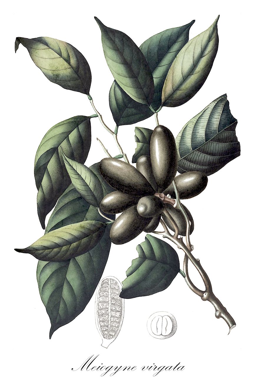 Meiogyne virgata - Annonaceae,Plantae,Pteridobiotina,Angiosperms,Magnoliales,Annonaceae,Meiogyne,Meiogyne virgata,Ararocarpus velutinus, Ararocarpus velutinus var. tenuifolius, Cananga virgata, Cyathocalyx subsessilis, Cyathocalyx virgatus, Desmos monogynus, Enicosanthum erianthum, Meiogyne eriantha, Meiogyne lucida, Meiogyne monogyna, Meiogyne montana, Meiogyne paucinervia, Meiogyne philippinensis, Meiogyne stipitata, Meiogyne subsessilis, Polyalthia eriantha, Stelechocarpus montanus, Unona virgata, Uvaria montana, Uvaria montana, Uvaria virgata