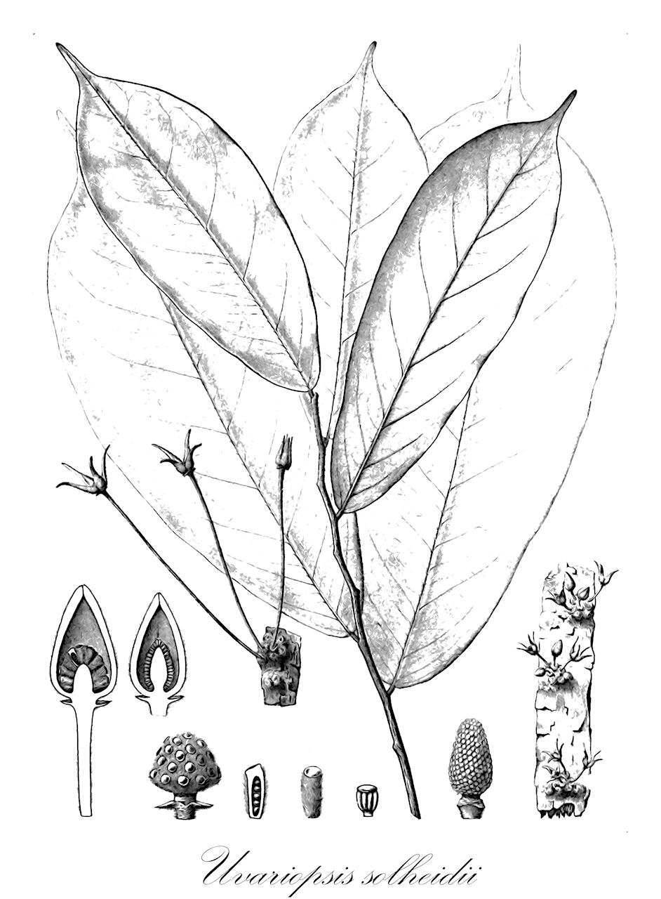 Uvariopsis solheidii - Annonaceae,Plantae,Pteridobiotina,Angiosperms,Magnoliales,Annonaceae,Uvariopsis,Uvariopsis solheidii,Tetrastemma solheidii, Uvariopsis batesii