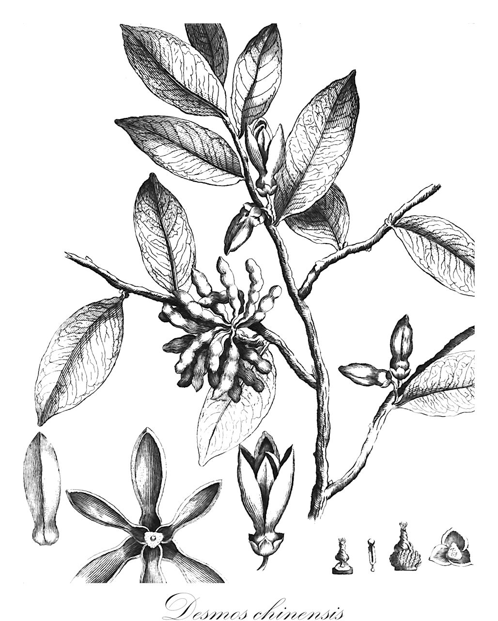 Desmos chinensis - Annonaceae,Plantae,Pteridobiotina,Angiosperms,Magnoliales,Annonaceae,Desmos,Desmos chinensis,Annona laevigata, Artabotrys esquirolii, Desmos chinensis var. brevifolius, Desmos chinensis var. jarawae, Desmos chinensis var. laevigatus, Desmos chinensis var. latifolia, Desmos chinensis var. lawii, Desmos chinensis var. macropetalus, Desmos chinensis var. pubescens, Desmos chinensis var. pubiflora, Desmos lawii, Polyalthia lawii, Unona amherstiana, Unona biglandulosa, Unona chinensis, Unona cordifolia, Unona discolor, Unona discolor var. angustipetala, Unona discolor var. bracteata, Unona discolor var. brevifolia, Unona discolor var. laevigata, Unona discolor var. latifolia, Unona discolor var. macropetala, Unona discolor var. neglecta, Unona discolor var. pachypetala, Unona discolor var. parviflora, Unona discolor var. pubescens, Unona discolor var. pubiflora, Unona discolor var. siamensis, Unona laevigata, Unona lawii, Unona lessertiana, Unona monilifera, Unona moniliformis, Unona roxburghiana, Unona undulata, Uvaria amherstiana, Uvaria cordifolia, Uvaria discolor, Uvaria monilifera, Uvaria uncata, Uvaria undulata, Uvaria undulata, Xylopia laevigata