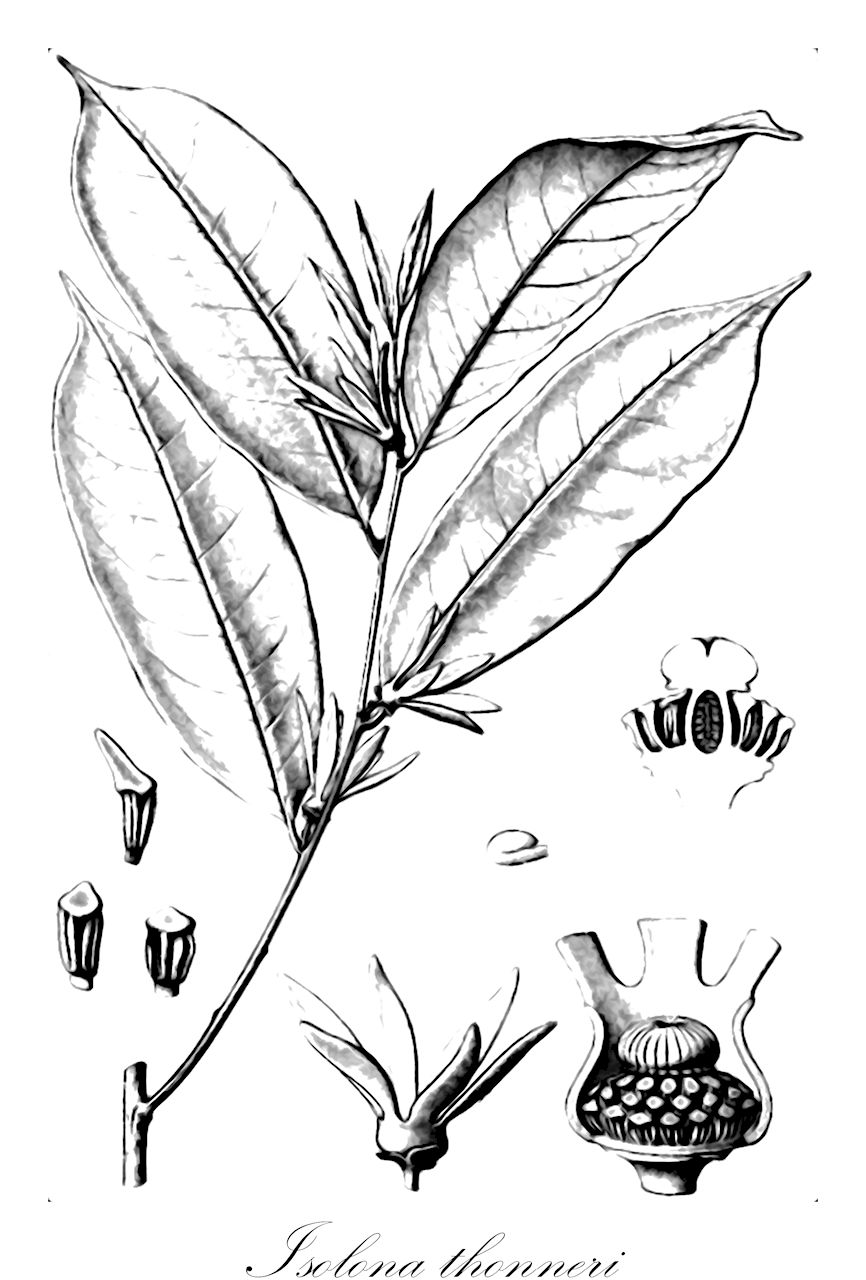 Isolona thonneri - Annonaceae,Plantae,Pteridobiotina,Angiosperms,Magnoliales,Annonaceae,Isolona,Isolona thonneri,Isolona dewevrei, Monodora thonneri