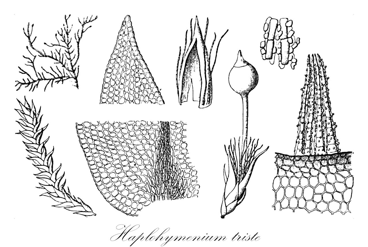 Haplohymenium triste - Anomodontaceae,Plantae,Bryobiotina,Bryophyta,Bryopsida,Bryidae,Hypnanae,Hypnales,Anomodontaceae,Haplohymenium,Haplohymenium triste,Anomodon fragilis, Anomodon fragillimus, Anomodon microphyllus, Anomodon sinensi-trisis, Anomodon tristis, Haplohymenium formosanum, Haplohymenium fragiliforme, Haplohymenium longiglossum, Haplohymenium microphyllum, Haplohymenium scabrum, Haplohymenium sinensi-triste, Heterocladium triste, Hypnum emarginatum, Hypnum fragile, Hypnum triste, Leskea fragilis, Leskea tristis