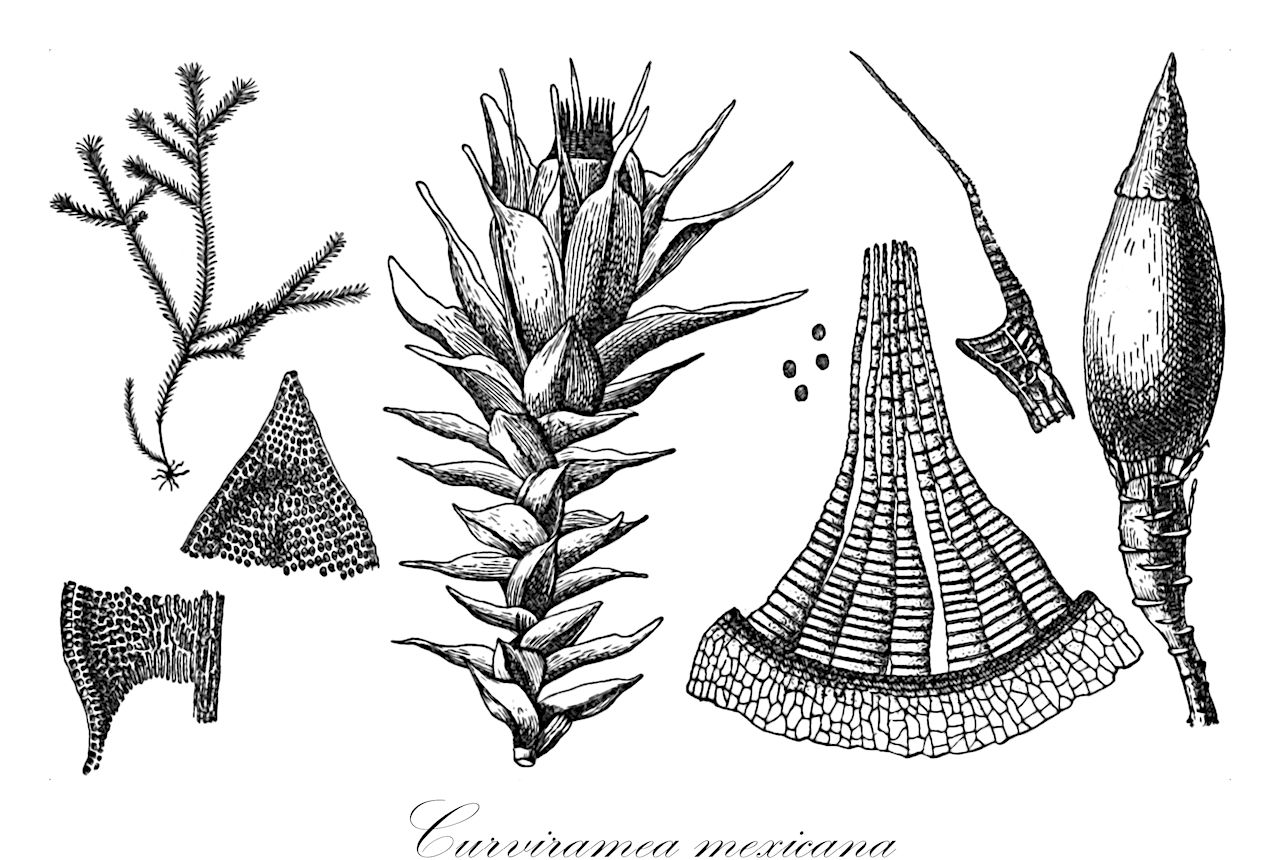 Curviramea mexicana - Anomodontaceae,Plantae,Bryobiotina,Bryophyta,Bryopsida,Bryidae,Hypnanae,Hypnales,Anomodontaceae,Curviramea,Curviramea mexicana,Pilotrichum mexicanum