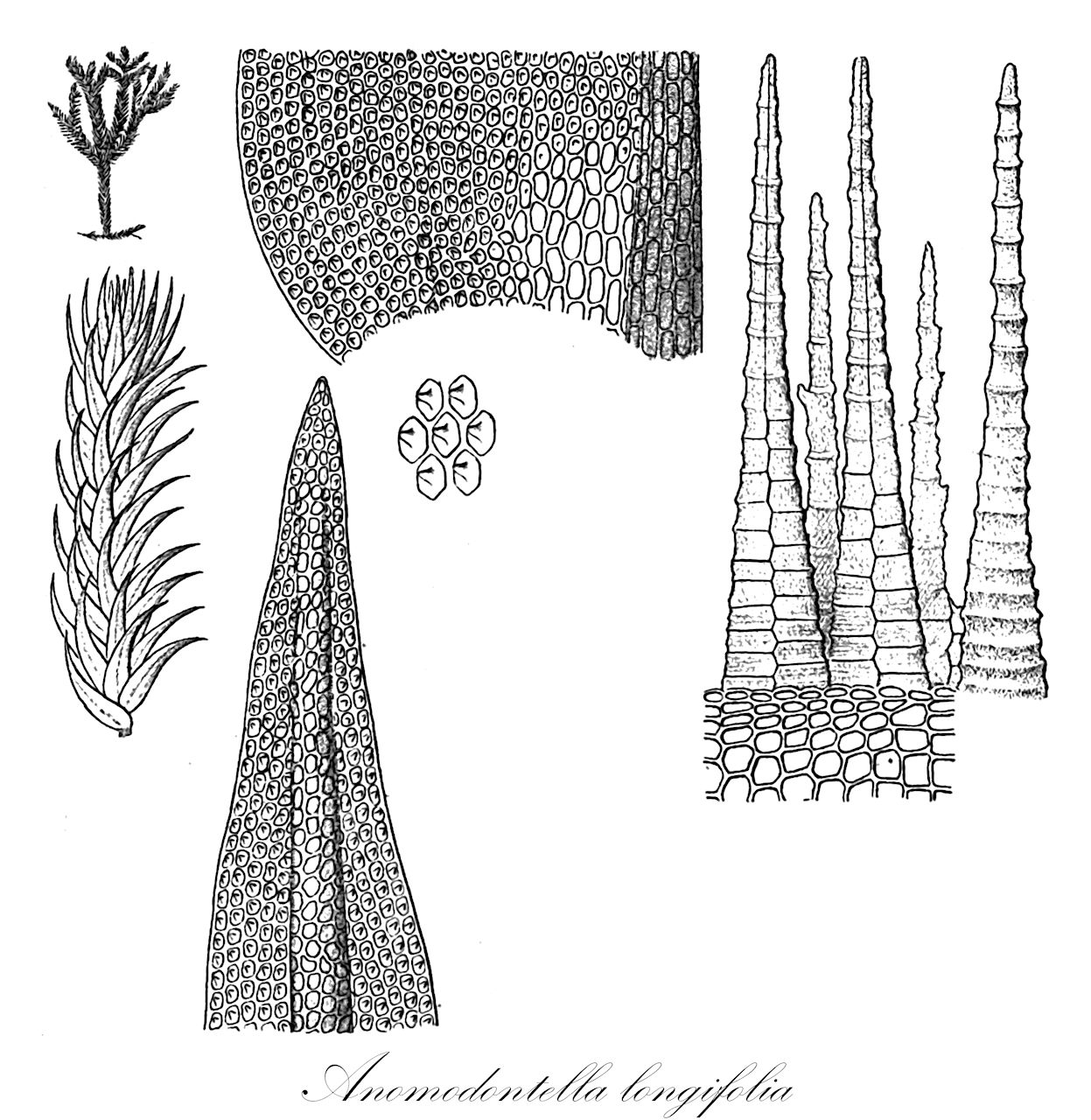 Anomodontella longifolia - Anomodontaceae,Plantae,Bryobiotina,Bryophyta,Bryopsida,Bryidae,Hypnanae,Hypnales,Anomodontaceae,Anomodontella,Anomodontella longifolia,Anomodon armatus, Anomodon longifolius, Anomodon longifolius f. depauperatus, Anomodon longifolius var. cavernarum, Anomodon longifolius var. depauperatus, Anomodon longifolius var. pumilus, Hypnum longifolium, Leskea longifolia, Pterigynandrum longifolium, Pterigynandrum mutabile var. plumulosum, Pterigynandrum nervosum var. longifolium