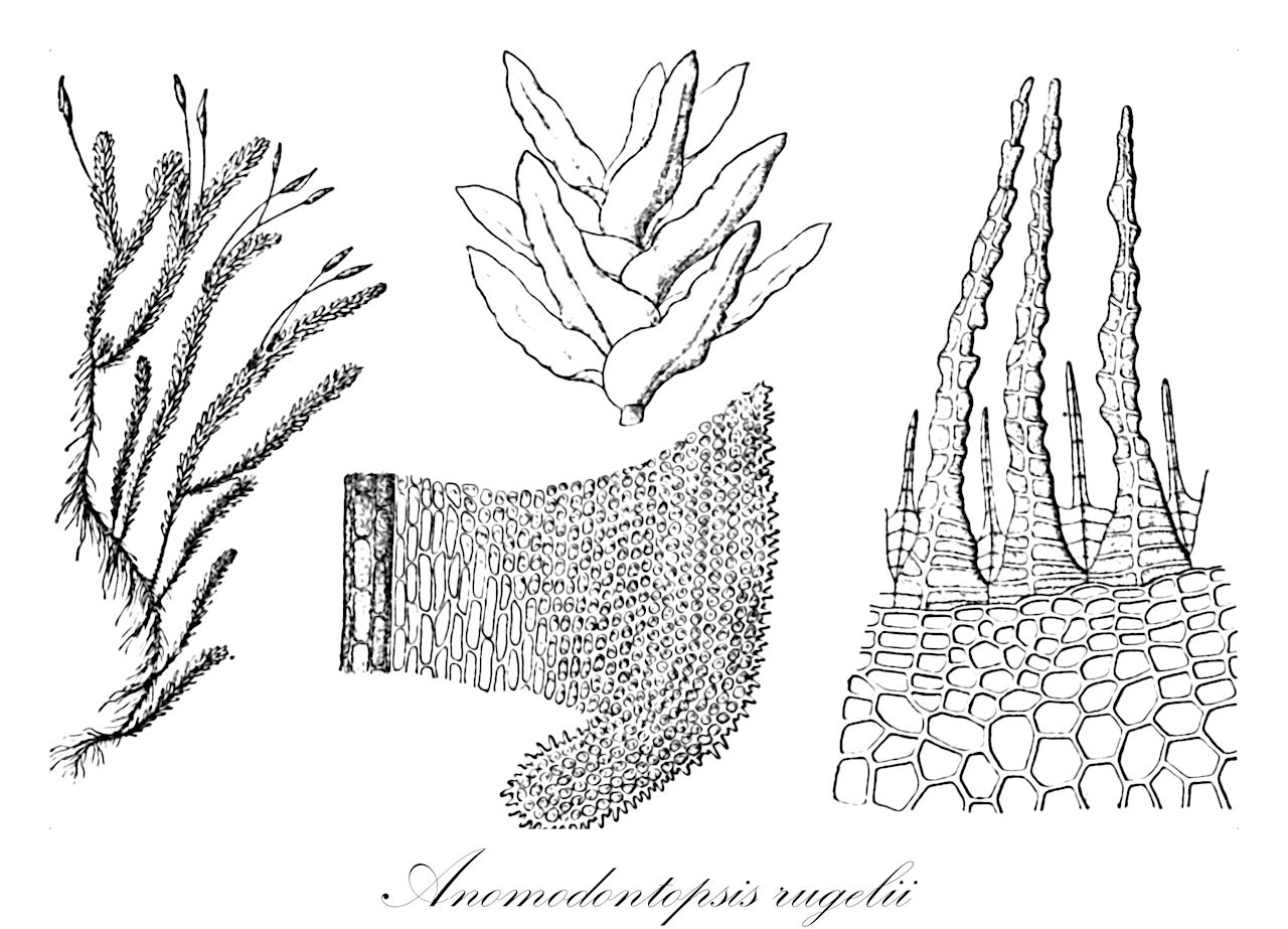 Anomodontopsis rugelii - Anomodontaceae,Plantae,Bryobiotina,Bryophyta,Bryopsida,Bryidae,Hypnanae,Hypnales,Anomodontaceae,Anomodontopsis,Anomodontopsis rugelii,Anoectangium ferrugineum, Anomodon apiculatus, Anomodon apiculatus f. cavernarum, Anomodon apiculatus f. robustus, Anomodon ferrugineus, Anomodon rugelii, Anomodon rugelii var. ferrugineus, Anomodon uematsui, Hypnum rugelii