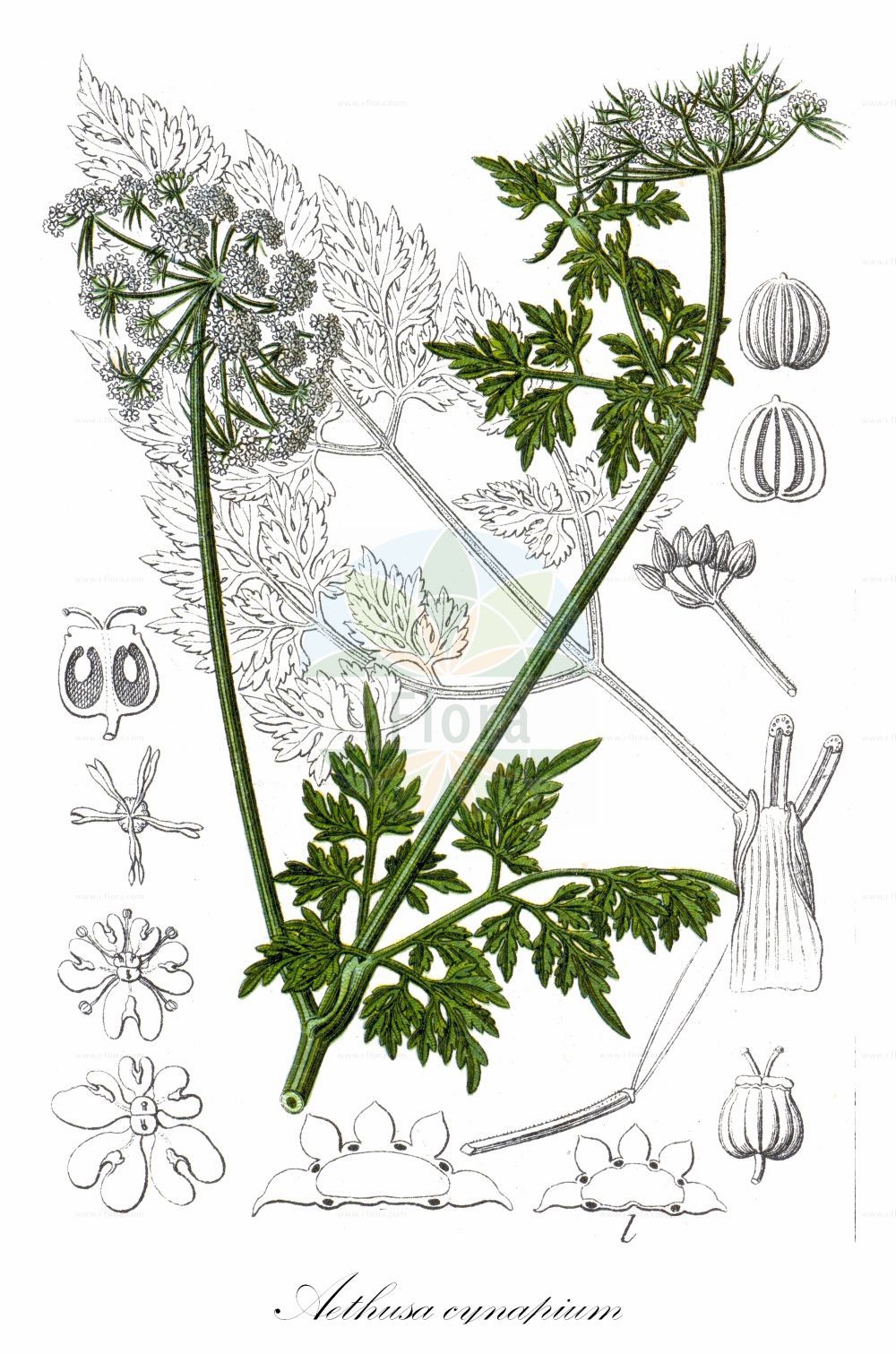 Historische Abbildung von Aethusa cynapium (Acker-Hundspetersilie - Fool's Parsley). Das Bild zeigt Blatt, Bluete, Frucht und Same. ---- Historical Drawing of Aethusa cynapium (Acker-Hundspetersilie - Fool's Parsley). The image is showing leaf, flower, fruit and seed.(Aethusa cynapium,Acker-Hundspetersilie,Fool's Parsley,Aethusa cynapium,Acker-Hundspetersilie,Hundspetersilie,Fool's Parsley,Dog Poison,Aethusa,Hundspetersilie,Fool's Parsley,Apiaceae,Doldengewächse,Carrot family,Blatt,Bluete,Frucht,Same,leaf,flower,fruit,seed,Sturm (1796f))