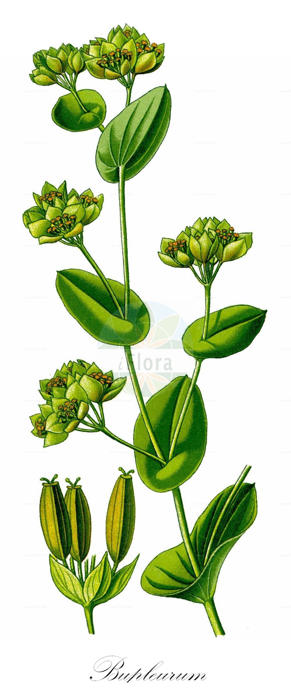 Historische Abbildung von Bupleurum rotundifolium (Rundblättriges Hasenohr - Thorow-wax). Das Bild zeigt Blatt, Bluete, Frucht und Same. ---- Historical Drawing of Bupleurum rotundifolium (Rundblättriges Hasenohr - Thorow-wax). The image is showing leaf, flower, fruit and seed.(Bupleurum rotundifolium,Rundblättriges Hasenohr,Thorow-wax,Bupleurum rotundifolium,Rundblaettriges Hasenohr,Acker-Hasenohr,Thorow-wax,Hare's-ear,Modesty,Bupleurum,Hasenohr,Hare's Ear,Apiaceae,Doldengewächse,Carrot family,Blatt,Bluete,Frucht,Same,leaf,flower,fruit,seed,Thomé (1885))