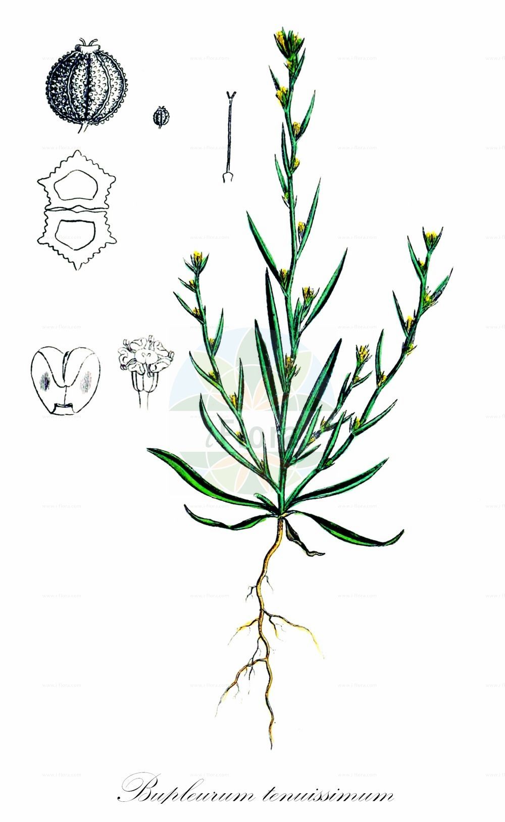 Historische Abbildung von Bupleurum tenuissimum (Salz-Hasenohr - Slender Hare's-ear). Das Bild zeigt Blatt, Bluete, Frucht und Same. ---- Historical Drawing of Bupleurum tenuissimum (Salz-Hasenohr - Slender Hare's-ear). The image is showing leaf, flower, fruit and seed.(Bupleurum tenuissimum,Salz-Hasenohr,Slender Hare's-ear,Bupleurum tenuissimum,Salz-Hasenohr,Zartes Hasenohr,Slender Hare's-ear,Smallest Hare's-ear,Bupleurum,Hasenohr,Hare's Ear,Apiaceae,Doldengewächse,Carrot family,Blatt,Bluete,Frucht,Same,leaf,flower,fruit,seed,Sowerby (1790-1813))