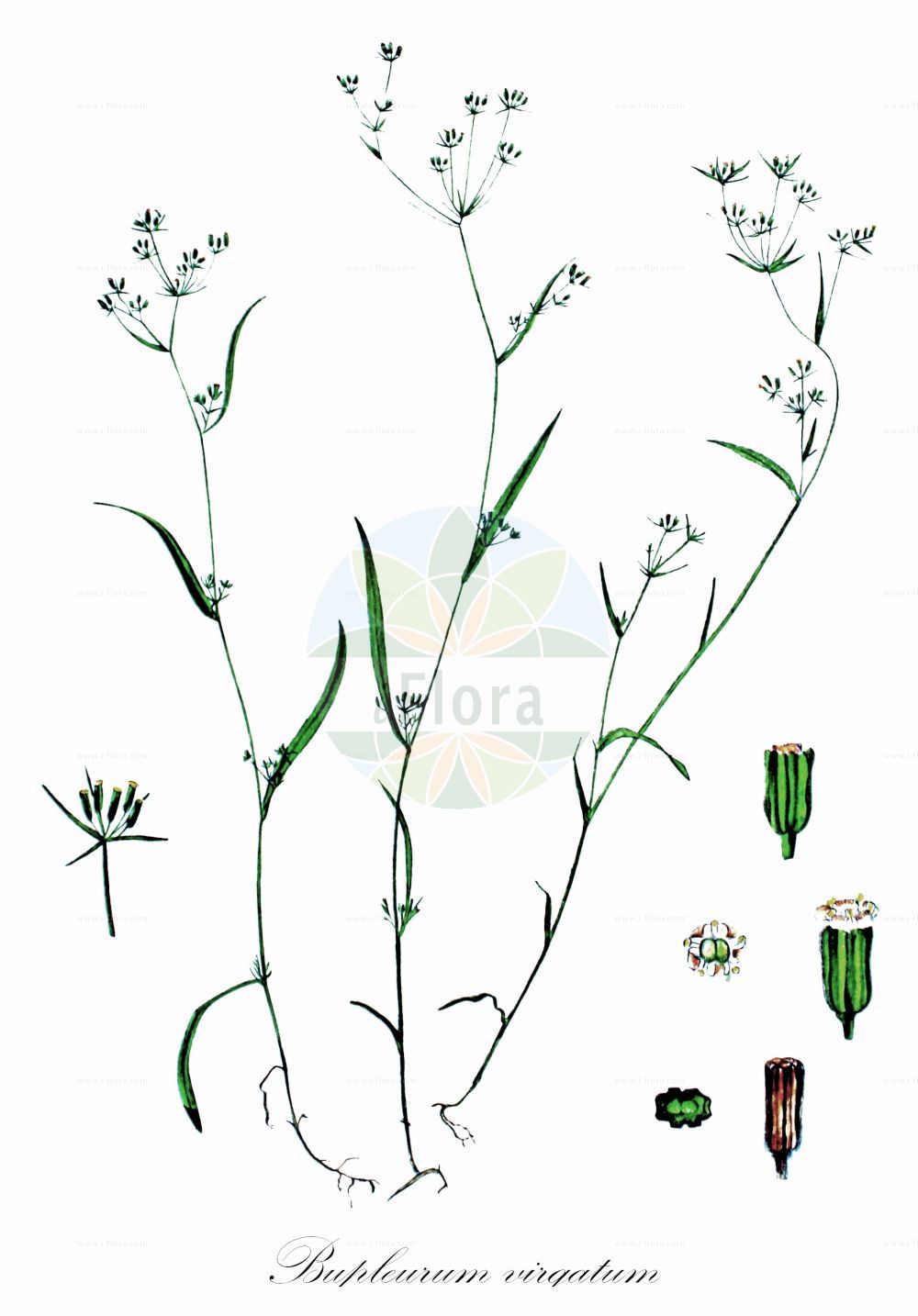 Historische Abbildung von Bupleurum virgatum (Ruten-Hasenohr - Gerard's Hare's-ear). Das Bild zeigt Blatt, Bluete, Frucht und Same. ---- Historical Drawing of Bupleurum virgatum (Ruten-Hasenohr - Gerard's Hare's-ear). The image is showing leaf, flower, fruit and seed.(Bupleurum virgatum,Ruten-Hasenohr,Gerard's Hare's-ear,Bupleurum virgatum,Ruten-Hasenohr,Gerard's Hare's-ear,Bupleurum,Hasenohr,Hare's Ear,Apiaceae,Doldengewächse,Carrot family,Blatt,Bluete,Frucht,Same,leaf,flower,fruit,seed,Kops (1800-1934))