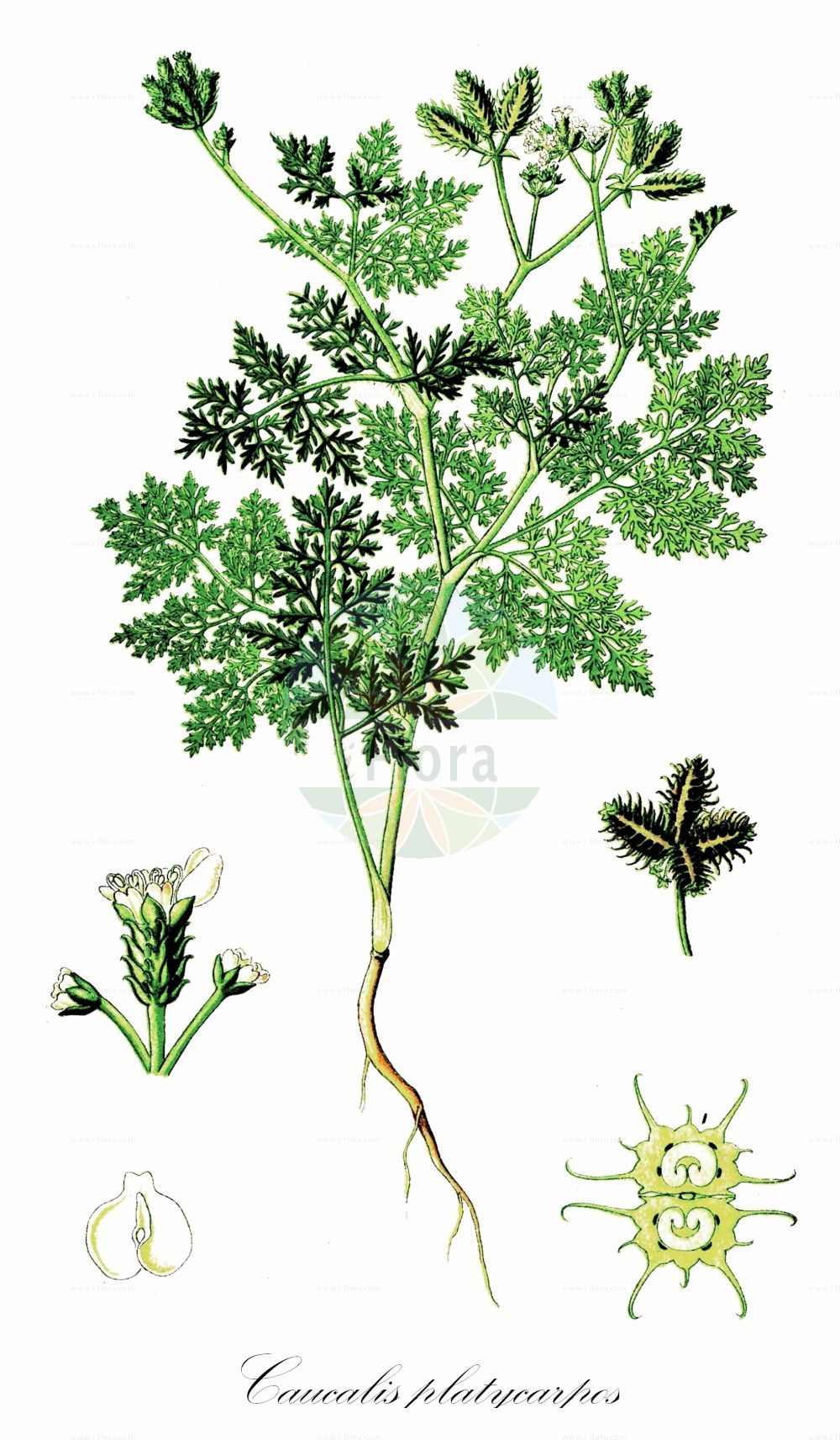Historische Abbildung von Caucalis platycarpos (Acker-Haftdolde - Small Bur-parsley). Das Bild zeigt Blatt, Bluete, Frucht und Same. ---- Historical Drawing of Caucalis platycarpos (Acker-Haftdolde - Small Bur-parsley). The image is showing leaf, flower, fruit and seed.(Caucalis platycarpos,Acker-Haftdolde,Small Bur-parsley,Caucalis bischoffii,Caucalis daucoides,Caucalis lappula,Caucalis muricata,Caucalis platycarpos,Caucalis platycarpos subsp. muricata,Acker-Haftdolde,Gewoehnliche Acker-Haftdolde,Kurzstachel-Haftdolde,Kurzstachelige Acker-Haftdolde,Langstachel-Haftdolde,Small Bur-parsley,Hedgehog Parsley,Carrot Bur Parsley,Caucalis,Haftdolde,Bur Parsley,Apiaceae,Doldengewächse,Carrot family,Blatt,Bluete,Frucht,Same,leaf,flower,fruit,seed,Thomé (1885))
