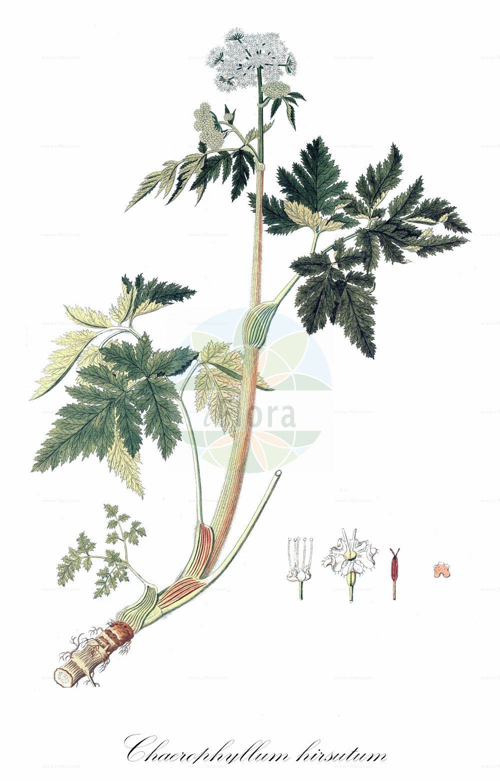 Historische Abbildung von Chaerophyllum hirsutum (Behaarter Kälberkropf - Hairy Chervil). Das Bild zeigt Blatt, Bluete, Frucht und Same. ---- Historical Drawing of Chaerophyllum hirsutum (Behaarter Kälberkropf - Hairy Chervil). The image is showing leaf, flower, fruit and seed.(Chaerophyllum hirsutum,Behaarter Kälberkropf,Hairy Chervil,Chaerophyllum cicutaria,Chaerophyllum hirsutum,Behaarter Kaelberkropf,Alpen-Kaelberkropf,Bach-Kaelberkropf,Berg-Kaelberkropf,Berg-Kerbel,Gewoehnlicher Rauhhariger Kaelberkropf,Rauhaariger Kaelberkropf,Villars Kerbel,Wimper-Kaelberkropf,Hairy Chervil,Chaerophyllum,Kälberkropf,Chervil,Apiaceae,Doldengewächse,Carrot family,Blatt,Bluete,Frucht,Same,leaf,flower,fruit,seed)