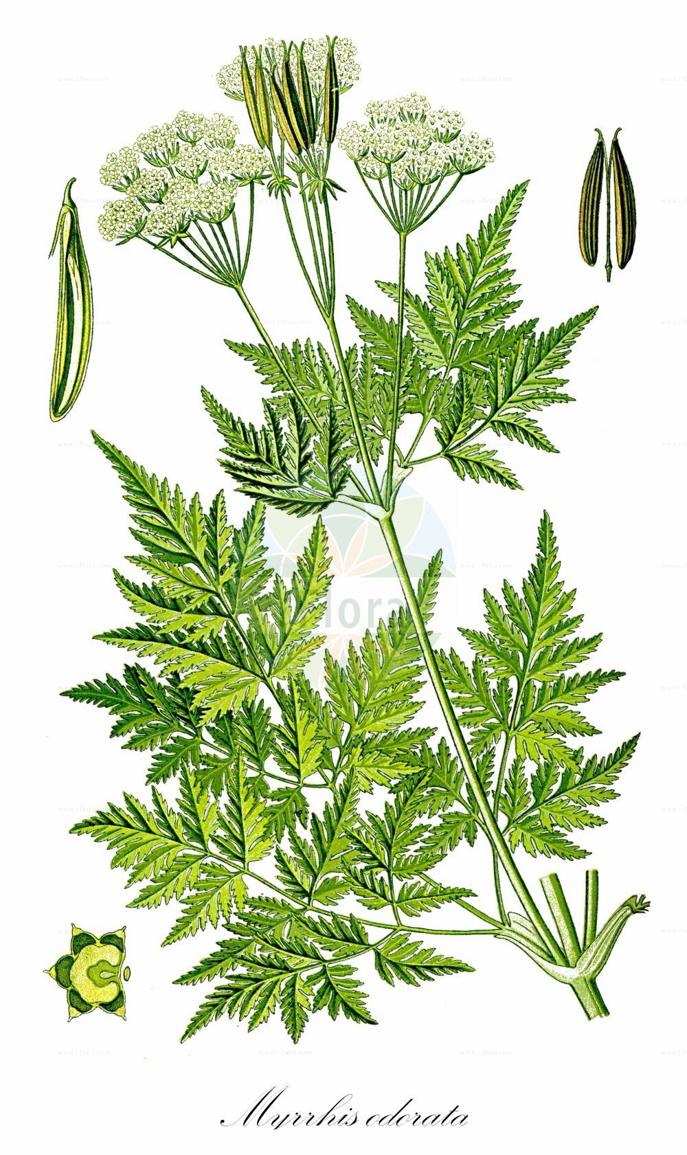 Historische Abbildung von Myrrhis odorata (Süßdolde - Sweet Cicely). Das Bild zeigt Blatt, Bluete, Frucht und Same. ---- Historical Drawing of Myrrhis odorata (Süßdolde - Sweet Cicely). The image is showing leaf, flower, fruit and seed.(Myrrhis odorata,Süßdolde,Sweet Cicely,Myrrhis odorata,Scandix odorata,Suessdolde,Sweet Cicely,Myrrh,Anise,Sweet Chervil,Myrrhis,Süßdolde,Cicely,Apiaceae,Doldengewächse,Carrot family,Blatt,Bluete,Frucht,Same,leaf,flower,fruit,seed,Thomé (1885))