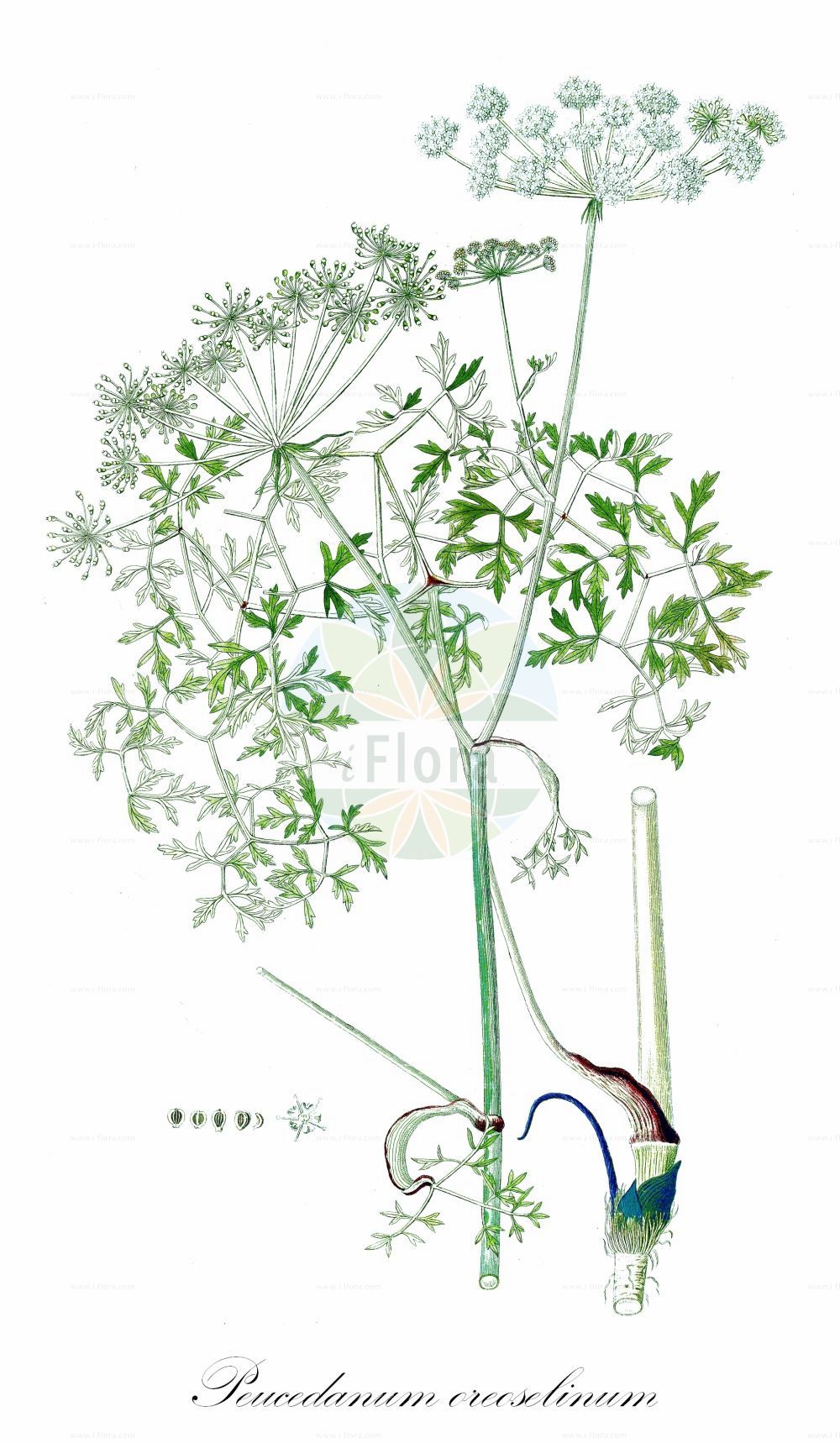 Historische Abbildung von Peucedanum oreoselinum (Berg-Haarstrang - Mountain Parsley). Das Bild zeigt Blatt, Bluete, Frucht und Same. ---- Historical Drawing of Peucedanum oreoselinum (Berg-Haarstrang - Mountain Parsley). The image is showing leaf, flower, fruit and seed.(Peucedanum oreoselinum,Berg-Haarstrang,Mountain Parsley,Athamanta oreoselinum,Oreoselinum nigrum,Peucedanum bourgaei,Peucedanum oreoselinum,Berg-Haarstrang,Mountain Parsley,Peucedanum,Haarstrang,Hog's Fennel,Apiaceae,Doldengewächse,Carrot family,Blatt,Bluete,Frucht,Same,leaf,flower,fruit,seed)