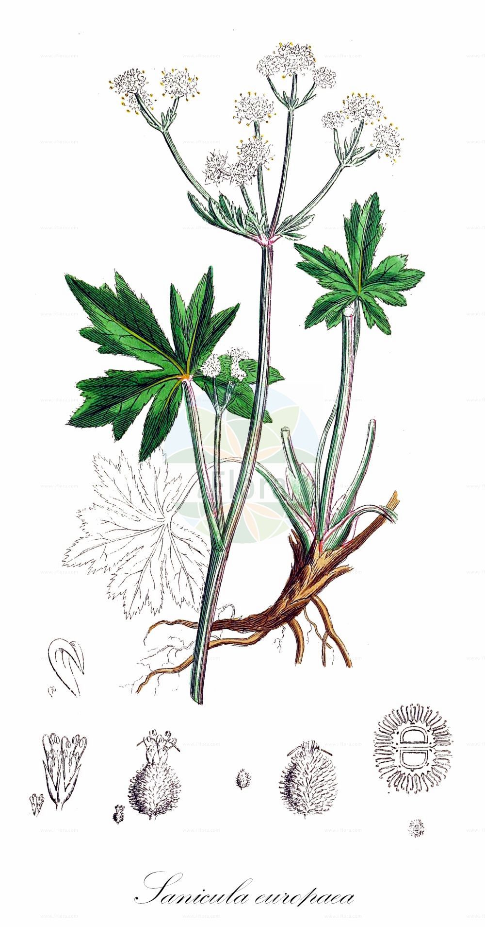 Historische Abbildung von Sanicula europaea (Wald-Sanikel - Sanicle). Das Bild zeigt Blatt, Bluete, Frucht und Same. ---- Historical Drawing of Sanicula europaea (Wald-Sanikel - Sanicle). The image is showing leaf, flower, fruit and seed.(Sanicula europaea,Wald-Sanikel,Sanicle,Sanicula europaea,Wald-Sanikel,Heildolde,Sanikel,Sanicle,Common Sanicle,Sanicula,Sanikel,Sanicle,Apiaceae,Doldengewächse,Carrot family,Blatt,Bluete,Frucht,Same,leaf,flower,fruit,seed,Sowerby (1790-1813))