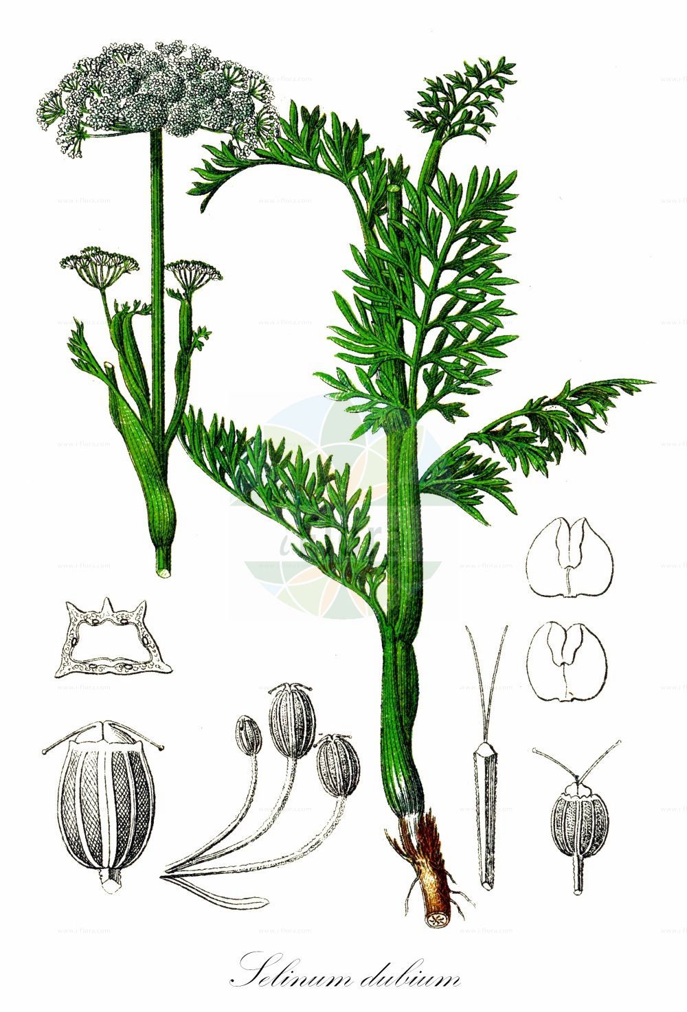 Historische Abbildung von Selinum dubium (Sumpf-Brenndolde - Doubtful Chickweed). Das Bild zeigt Blatt, Bluete, Frucht und Same. ---- Historical Drawing of Selinum dubium (Sumpf-Brenndolde - Doubtful Chickweed). The image is showing leaf, flower, fruit and seed.(Selinum dubium,Sumpf-Brenndolde,Doubtful Chickweed,Cnidium dubium,Cnidium venosum,Kadenia dubia,Selinum dubium,Selinum venosum,Seseli dubium,Seseli venosum,Sumpf-Brenndolde,Doubtful Chickweed,Selinum,Silge,Apiaceae,Doldengewächse,Carrot family,Blatt,Bluete,Frucht,Same,leaf,flower,fruit,seed,Sturm (1796f))