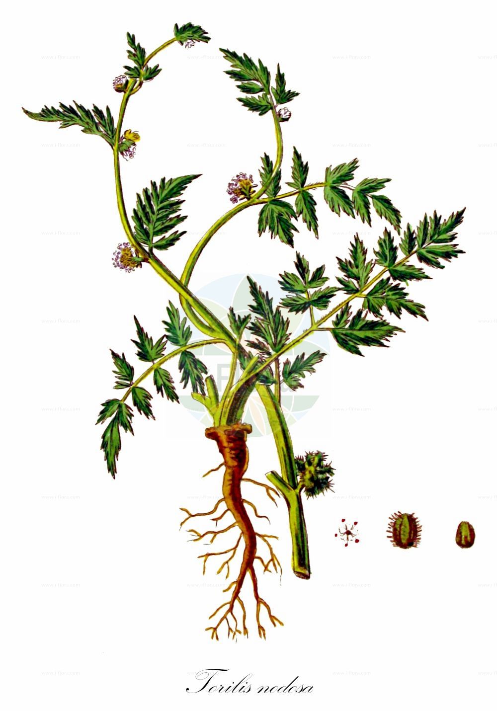 Historische Abbildung von Torilis nodosa (Knotiger Klettenkerbel - Knotted Hedge-parsley). Das Bild zeigt Blatt, Bluete, Frucht und Same. ---- Historical Drawing of Torilis nodosa (Knotiger Klettenkerbel - Knotted Hedge-parsley). The image is showing leaf, flower, fruit and seed.(Torilis nodosa,Knotiger Klettenkerbel,Knotted Hedge-parsley,Tordylium nodosum,Torilis nodosa,Knotiger Klettenkerbel,Knotted Hedge-parsley,Hedgehog Parsley,Knotted Bur Parsley,Torilis,Klettenkerbel,Hedgeparsley,Apiaceae,Doldengewächse,Carrot family,Blatt,Bluete,Frucht,Same,leaf,flower,fruit,seed,Kops (1800-1934))