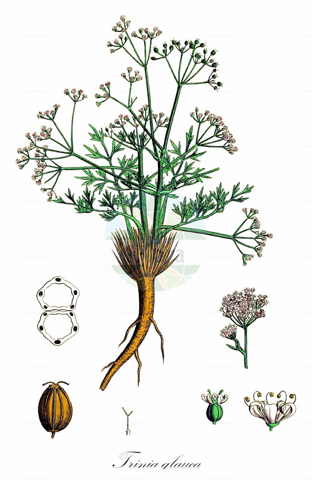 Historische Abbildung von Trinia glauca (Blaugrüner Faserschirm - Honewort). Das Bild zeigt Blatt, Bluete, Frucht und Same. ---- Historical Drawing of Trinia glauca (Blaugrüner Faserschirm - Honewort). The image is showing leaf, flower, fruit and seed.(Trinia glauca,Blaugrüner Faserschirm,Honewort,Pimpinella glauca,Trinia glauca,Blaugruener Faserschirm,Kleiner Faserschirm,Honewort,Trinia,Faserschirm,Honewort,Apiaceae,Doldengewächse,Carrot family,Blatt,Bluete,Frucht,Same,leaf,flower,fruit,seed,Sowerby (1790-1813))