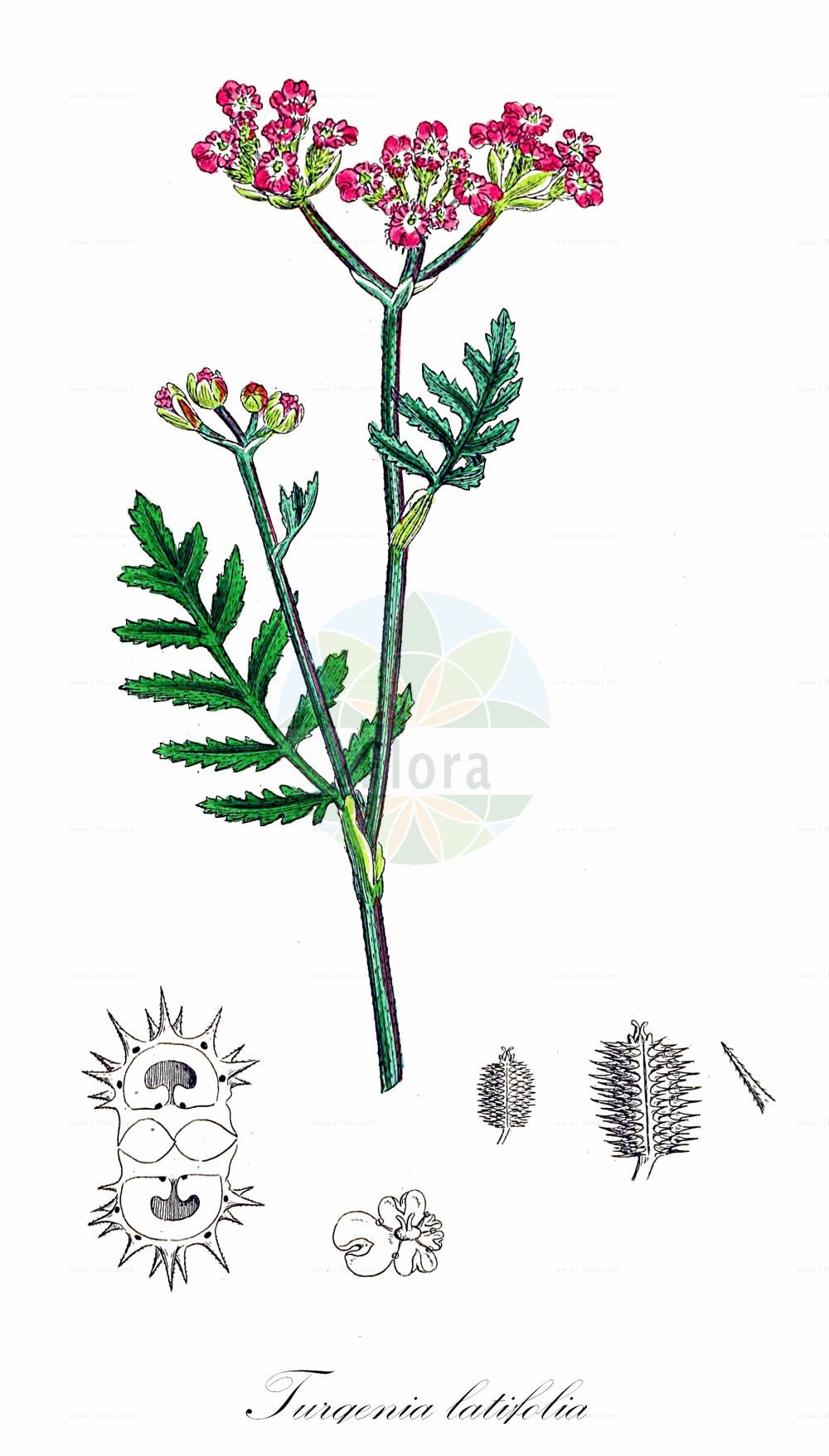 Historische Abbildung von Turgenia latifolia (Breitblättrige Turgenie - Greater Bur-parsley). Das Bild zeigt Blatt, Bluete, Frucht und Same. ---- Historical Drawing of Turgenia latifolia (Breitblättrige Turgenie - Greater Bur-parsley). The image is showing leaf, flower, fruit and seed.(Turgenia latifolia,Breitblättrige Turgenie,Greater Bur-parsley,Caucalis latifolia,Tordylium latifolium,Turgenia latifolia,Breitblaettrige Turgenie,Breitblaettrige Haftdolde,Klettendolde,Greater Bur-parsley,Broad Caucalis,Broadleaf False Carrot,Turgenia,Turgenie,False Carrot,Apiaceae,Doldengewächse,Carrot family,Blatt,Bluete,Frucht,Same,leaf,flower,fruit,seed,Sowerby (1790-1813))
