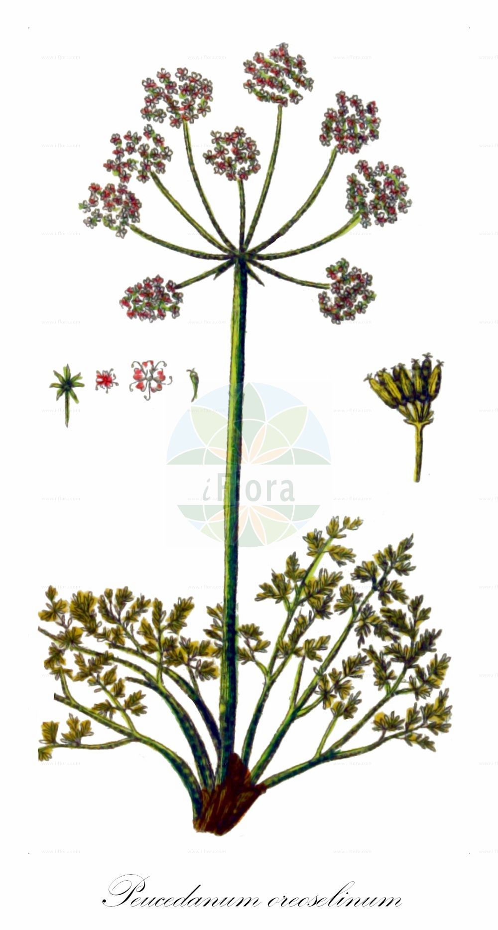 Historische Abbildung von Peucedanum oreoselinum (Berg-Haarstrang - Mountain Parsley). Das Bild zeigt Blatt, Bluete, Frucht und Same. ---- Historical Drawing of Peucedanum oreoselinum (Berg-Haarstrang - Mountain Parsley). The image is showing leaf, flower, fruit and seed.(Peucedanum oreoselinum,Berg-Haarstrang,Mountain Parsley,Athamanta oreoselinum,Oreoselinum nigrum,Peucedanum bourgaei,Peucedanum oreoselinum,Berg-Haarstrang,Mountain Parsley,Peucedanum,Haarstrang,Hog's Fennel,Apiaceae,Doldengewächse,Carrot family,Blatt,Bluete,Frucht,Same,leaf,flower,fruit,seed,Zorn (1781f))