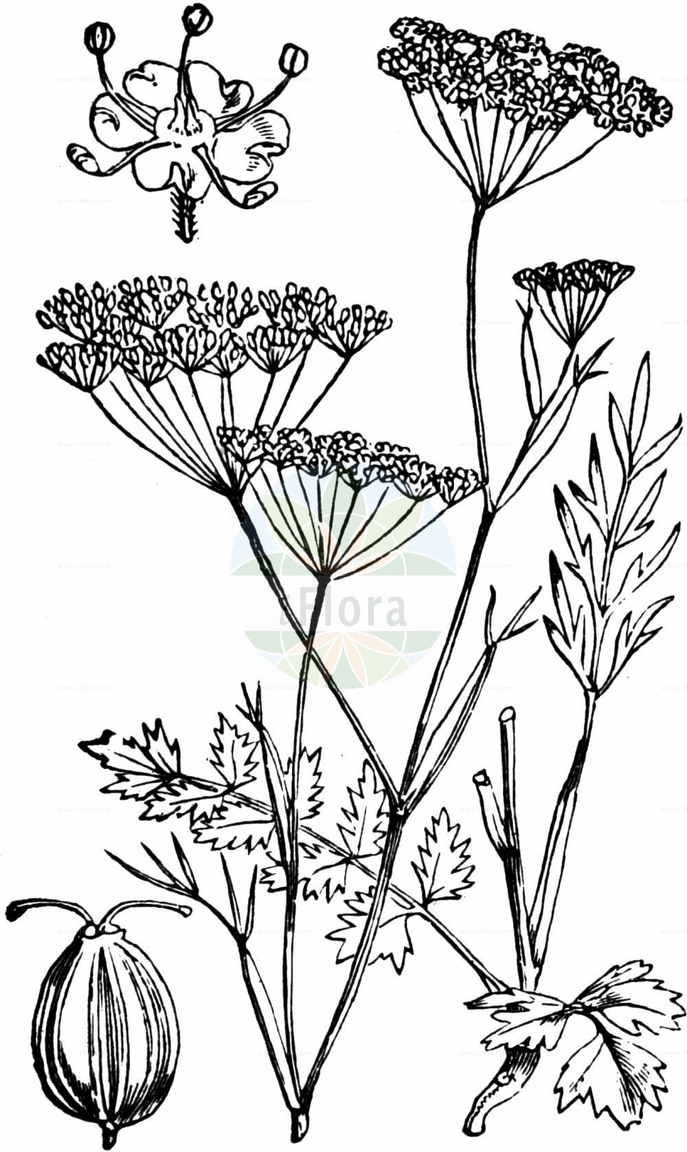 Historische Abbildung von Pimpinella saxifraga (Kleine Pimpinelle - Burnet-saxifrage). Das Bild zeigt Blatt, Bluete, Frucht und Same. ---- Historical Drawing of Pimpinella saxifraga (Kleine Pimpinelle - Burnet-saxifrage). The image is showing leaf, flower, fruit and seed.(Pimpinella saxifraga,Kleine Pimpinelle,Burnet-saxifrage,Pimpinella dissecta,Pimpinella hircina,Pimpinella saxifraga,Kleine Pimpinelle,Burnet-saxifrage,Solidstem Burnet Saxifrage,Pimpinella,Bibernelle,Burnet Saxifrage,Apiaceae,Doldengewächse,Carrot family,Blatt,Bluete,Frucht,Same,leaf,flower,fruit,seed,Fitch et al. (1880))