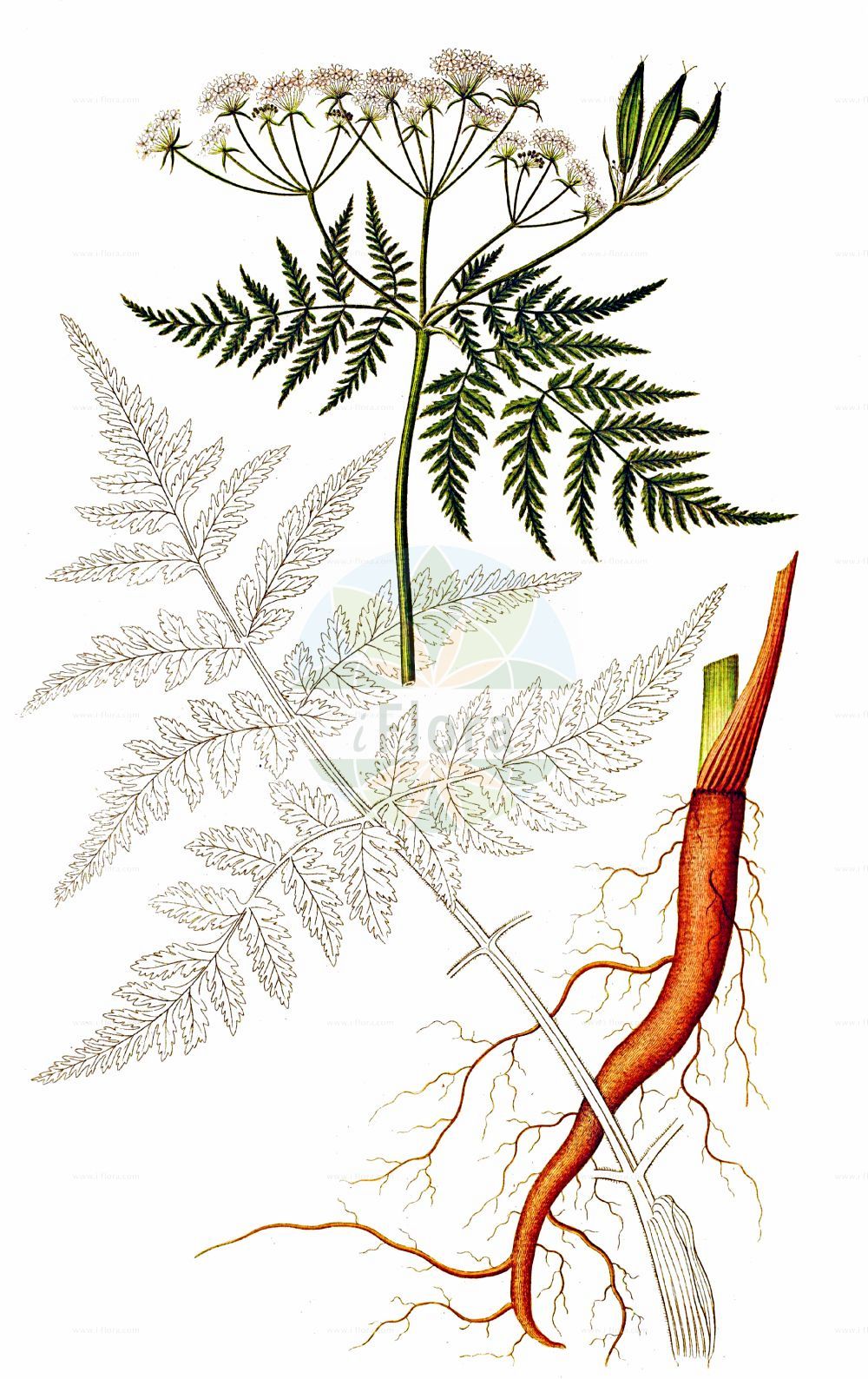 Historische Abbildung von Myrrhis odorata (Süßdolde - Sweet Cicely). Das Bild zeigt Blatt, Bluete, Frucht und Same. ---- Historical Drawing of Myrrhis odorata (Süßdolde - Sweet Cicely). The image is showing leaf, flower, fruit and seed.(Myrrhis odorata,Süßdolde,Sweet Cicely,Myrrhis odorata,Scandix odorata,Suessdolde,Sweet Cicely,Myrrh,Anise,Sweet Chervil,Myrrhis,Süßdolde,Cicely,Apiaceae,Doldengewächse,Carrot family,Blatt,Bluete,Frucht,Same,leaf,flower,fruit,seed,Oeder (1761-1883))