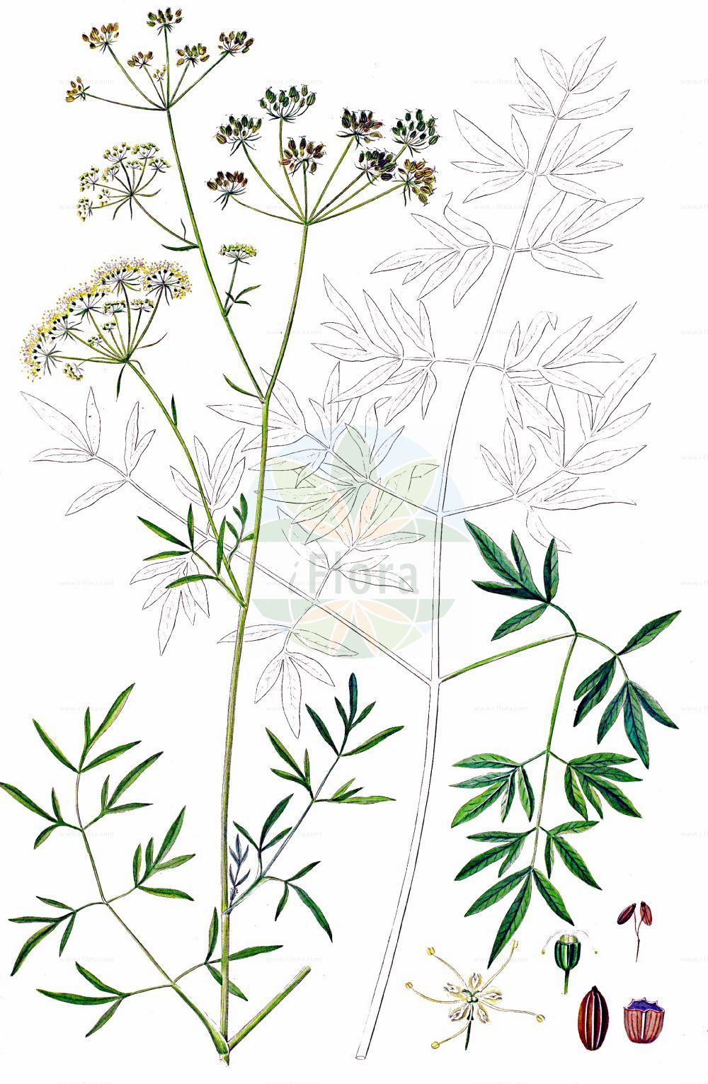Historische Abbildung von Silaum silaus (Wiesensilge - Pepper-saxifrage). Das Bild zeigt Blatt, Bluete, Frucht und Same. ---- Historical Drawing of Silaum silaus (Wiesensilge - Pepper-saxifrage). The image is showing leaf, flower, fruit and seed.(Silaum silaus,Wiesensilge,Pepper-saxifrage,Peucedanum alpestre,Peucedanum silaus,Silaum alpestre,Silaum silaus,Silaum tenuifolium,Silaus tenuifolius,Wiesensilge,Silgenaehnlicher Rosskuemmel,Wiesen-Silau,Pepper-saxifrage,Meadow Pepper,Silaum,Silge,Silaum,Apiaceae,Doldengewächse,Carrot family,Blatt,Bluete,Frucht,Same,leaf,flower,fruit,seed,Oeder (1761-1883))