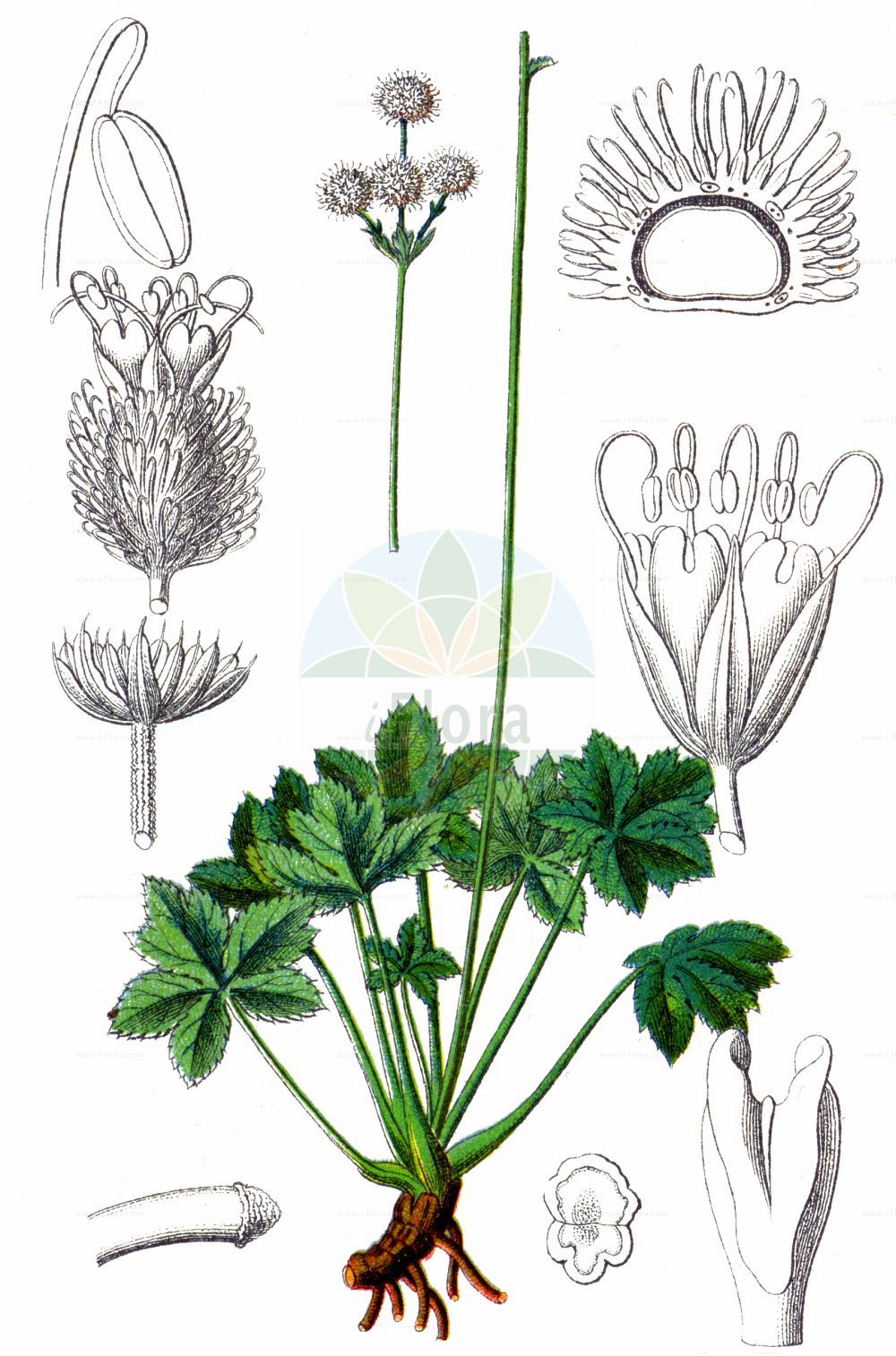 Historische Abbildung von Sanicula europaea (Wald-Sanikel - Sanicle). Das Bild zeigt Blatt, Bluete, Frucht und Same. ---- Historical Drawing of Sanicula europaea (Wald-Sanikel - Sanicle). The image is showing leaf, flower, fruit and seed.(Sanicula europaea,Wald-Sanikel,Sanicle,Sanicula europaea,Wald-Sanikel,Heildolde,Sanikel,Sanicle,Common Sanicle,Sanicula,Sanikel,Sanicle,Apiaceae,Doldengewächse,Carrot family,Blatt,Bluete,Frucht,Same,leaf,flower,fruit,seed,Sturm (1796f))