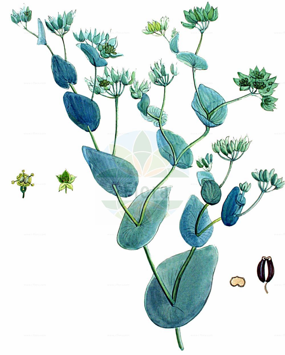 Historische Abbildung von Bupleurum rotundifolium (Rundblättriges Hasenohr - Thorow-wax). Das Bild zeigt Blatt, Bluete, Frucht und Same. ---- Historical Drawing of Bupleurum rotundifolium (Rundblättriges Hasenohr - Thorow-wax). The image is showing leaf, flower, fruit and seed.(Bupleurum rotundifolium,Rundblättriges Hasenohr,Thorow-wax,Bupleurum rotundifolium,Rundblaettriges Hasenohr,Acker-Hasenohr,Thorow-wax,Hare's-ear,Modesty,Bupleurum,Hasenohr,Hare's Ear,Apiaceae,Doldengewächse,Carrot family,Blatt,Bluete,Frucht,Same,leaf,flower,fruit,seed,Kops (1800-1934))