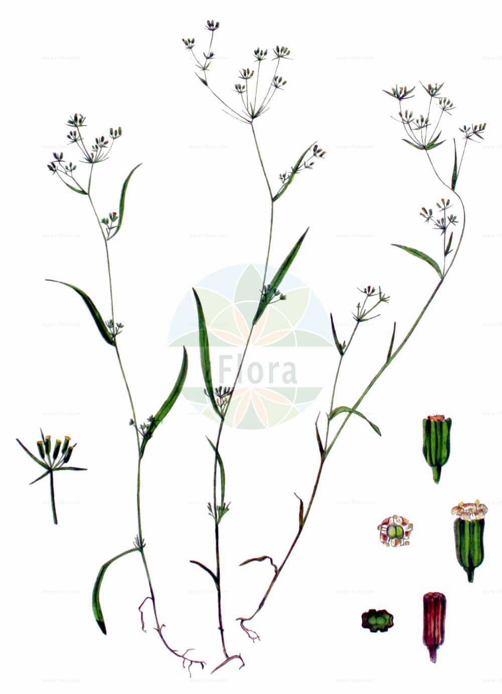 Historische Abbildung von Bupleurum affine. Das Bild zeigt Blatt, Bluete, Frucht und Same. ---- Historical Drawing of Bupleurum affine. The image is showing leaf, flower, fruit and seed.(Bupleurum affine,Bupleurum affine,Bupleurum,Hasenohr,Hare's Ear,Apiaceae,Doldengewächse,Carrot family,Blatt,Bluete,Frucht,Same,leaf,flower,fruit,seed,Kops (1800-1934))