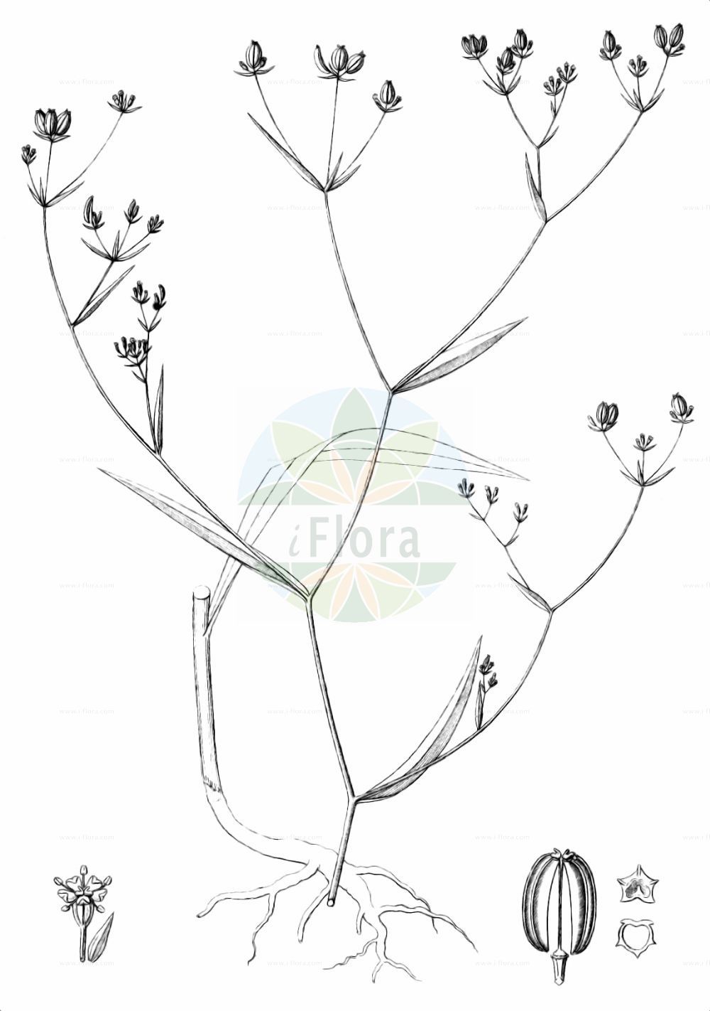 Historische Abbildung von Bupleurum praealtum. Das Bild zeigt Blatt, Bluete, Frucht und Same. ---- Historical Drawing of Bupleurum praealtum. The image is showing leaf, flower, fruit and seed.(Bupleurum praealtum,Bupleurum praealtum,Bupleurum praealtum subsp. wettsteinianum,Bupleurum,Hasenohr,Hare's Ear,Apiaceae,Doldengewächse,Carrot family,Blatt,Bluete,Frucht,Same,leaf,flower,fruit,seed,Reichenbach (1823-1832))