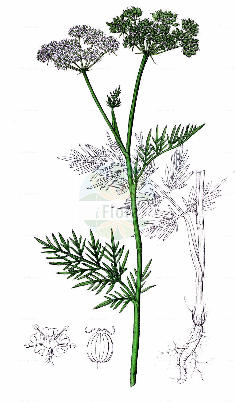 Historische Abbildung von Selinum dubium (Sumpf-Brenndolde - Doubtful Chickweed). Das Bild zeigt Blatt, Bluete, Frucht und Same. ---- Historical Drawing of Selinum dubium (Sumpf-Brenndolde - Doubtful Chickweed). The image is showing leaf, flower, fruit and seed.(Selinum dubium,Sumpf-Brenndolde,Doubtful Chickweed,Cnidium dubium,Cnidium venosum,Kadenia dubia,Selinum dubium,Selinum venosum,Seseli dubium,Seseli venosum,Sumpf-Brenndolde,Doubtful Chickweed,Selinum,Silge,Apiaceae,Doldengewächse,Carrot family,Blatt,Bluete,Frucht,Same,leaf,flower,fruit,seed,Dietrich (1833-1844))